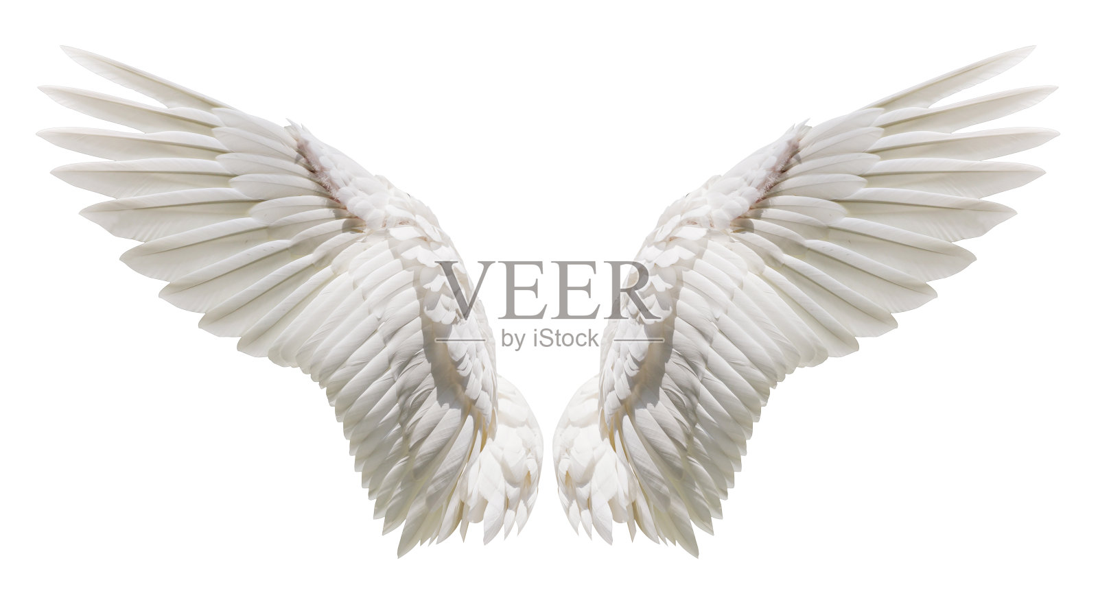 天使的翅膀，自然的羽毛翅膀照片摄影图片