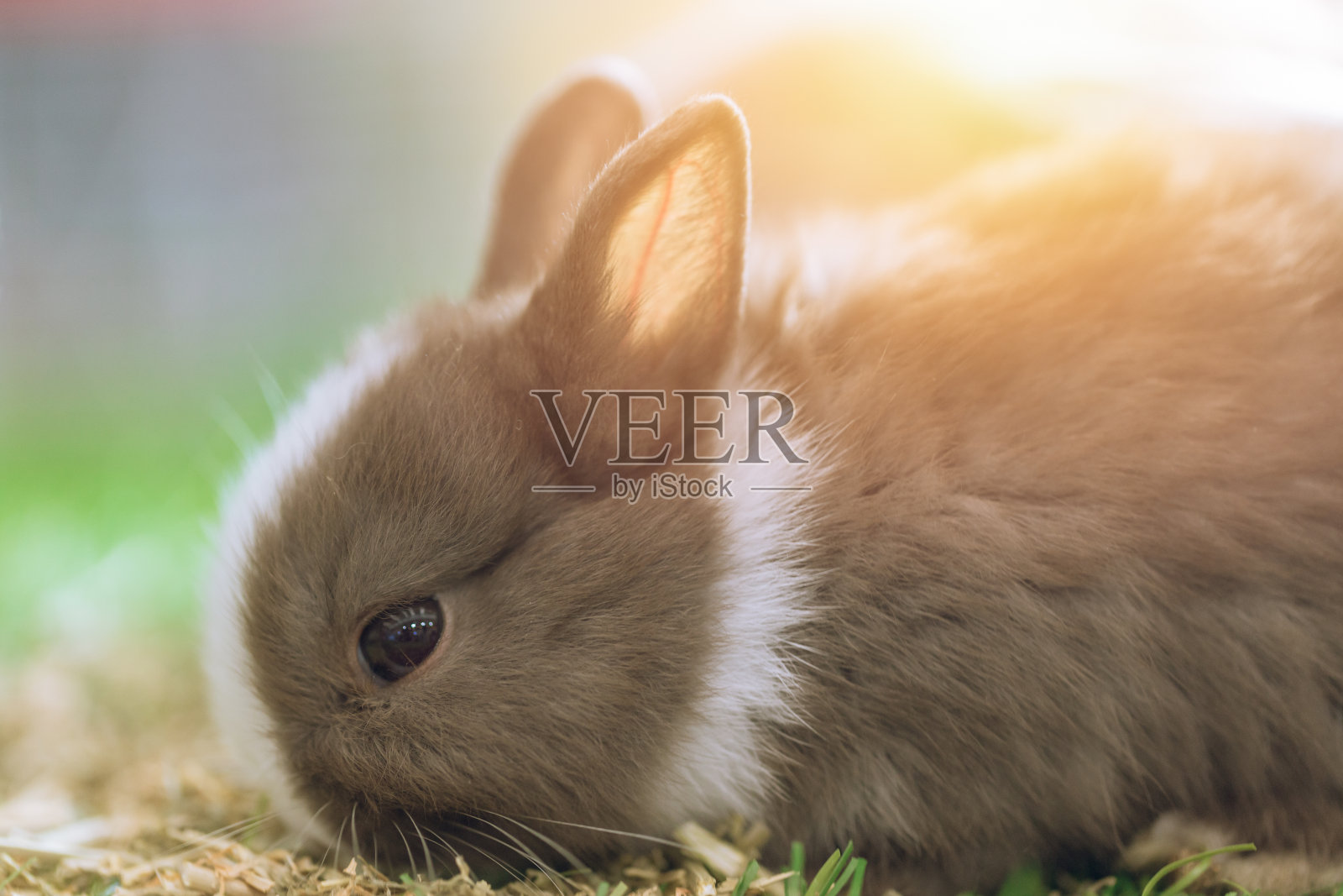 可爱的小兔子在绿色的草地上照片摄影图片