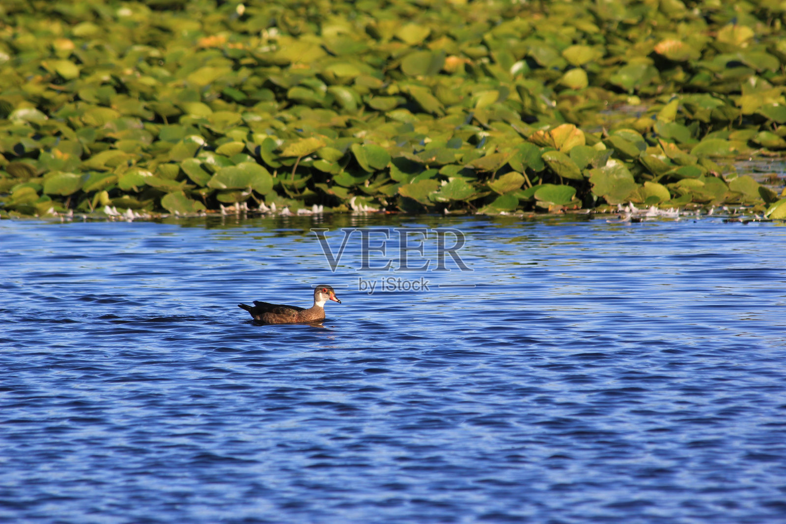 浮在伯纳比湖上的木鸭，加拿大不列颠哥伦比亚省照片摄影图片