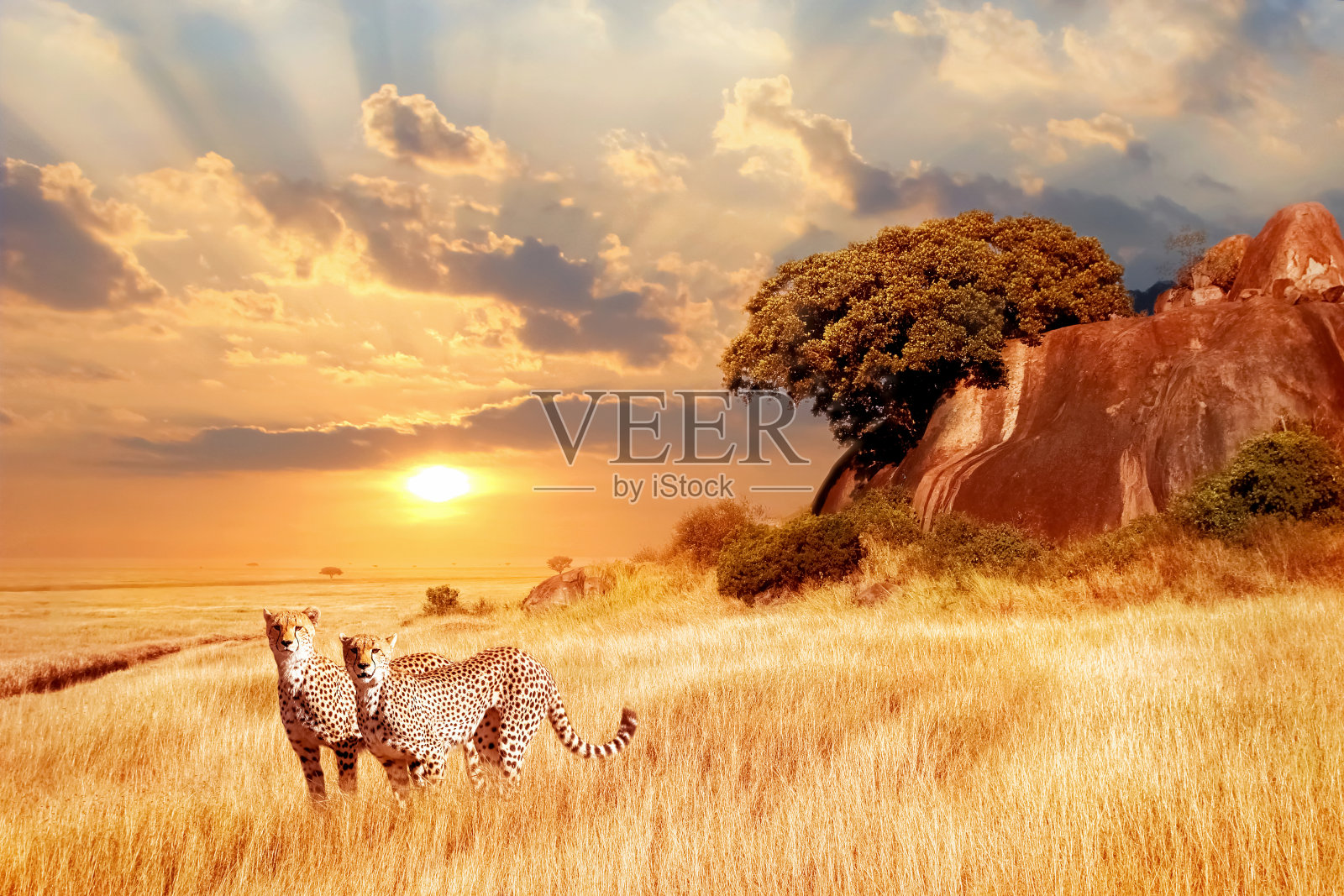 非洲大草原上的猎豹，映衬着美丽的夕阳。塞伦盖蒂国家公园。坦桑尼亚。非洲照片摄影图片