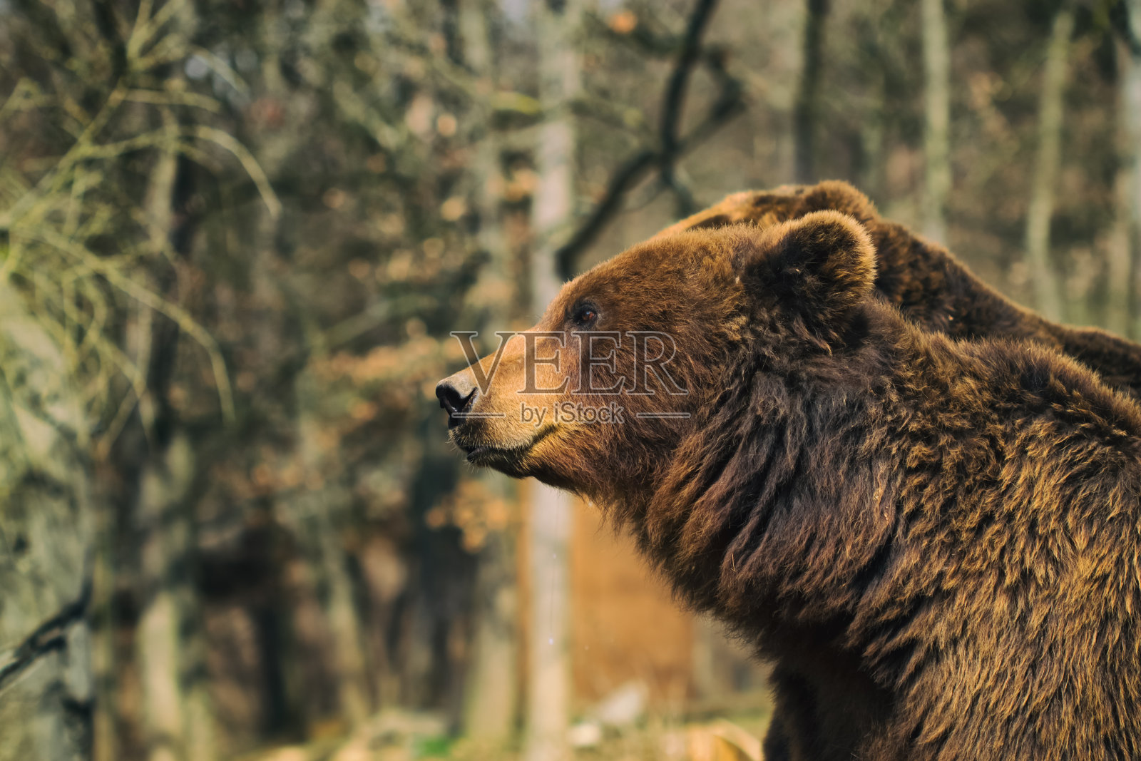 堪察加半岛棕熊。照片摄影图片