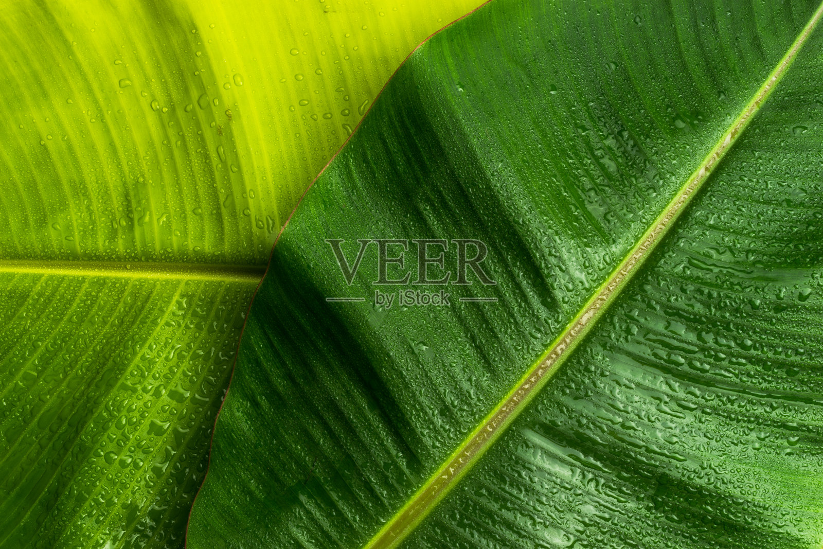 绿色植物叶香蕉照片摄影图片