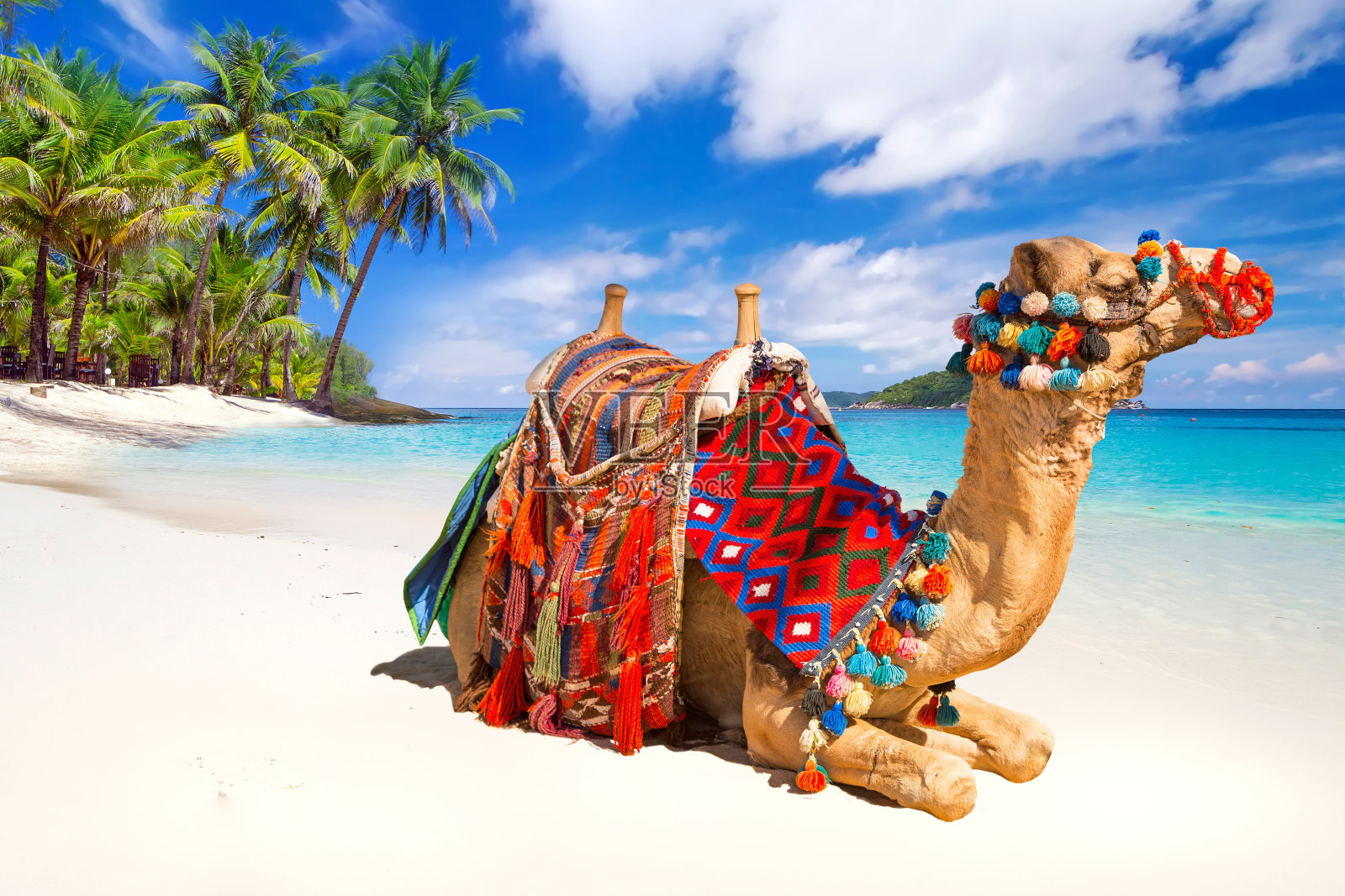 热带海滩上的骆驼照片摄影图片