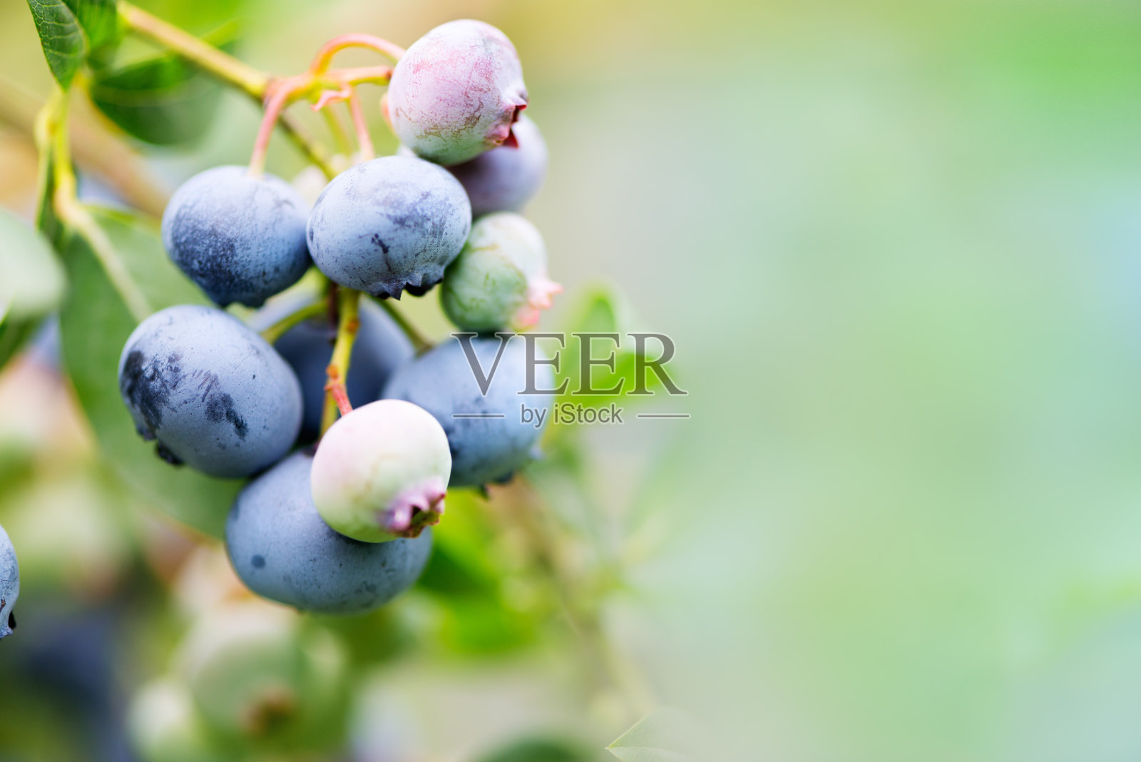 蓝莓枝。收获和园艺概念。组成w照片摄影图片