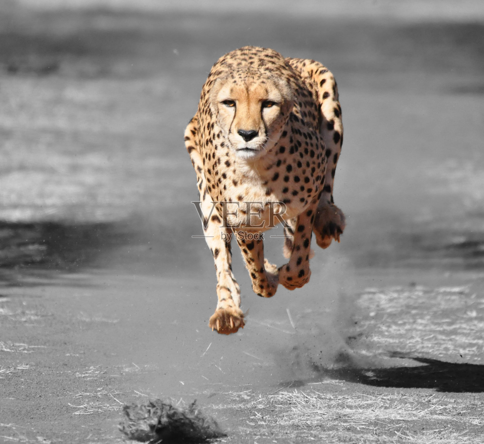 颜色隔离:奔跑的猎豹照片摄影图片