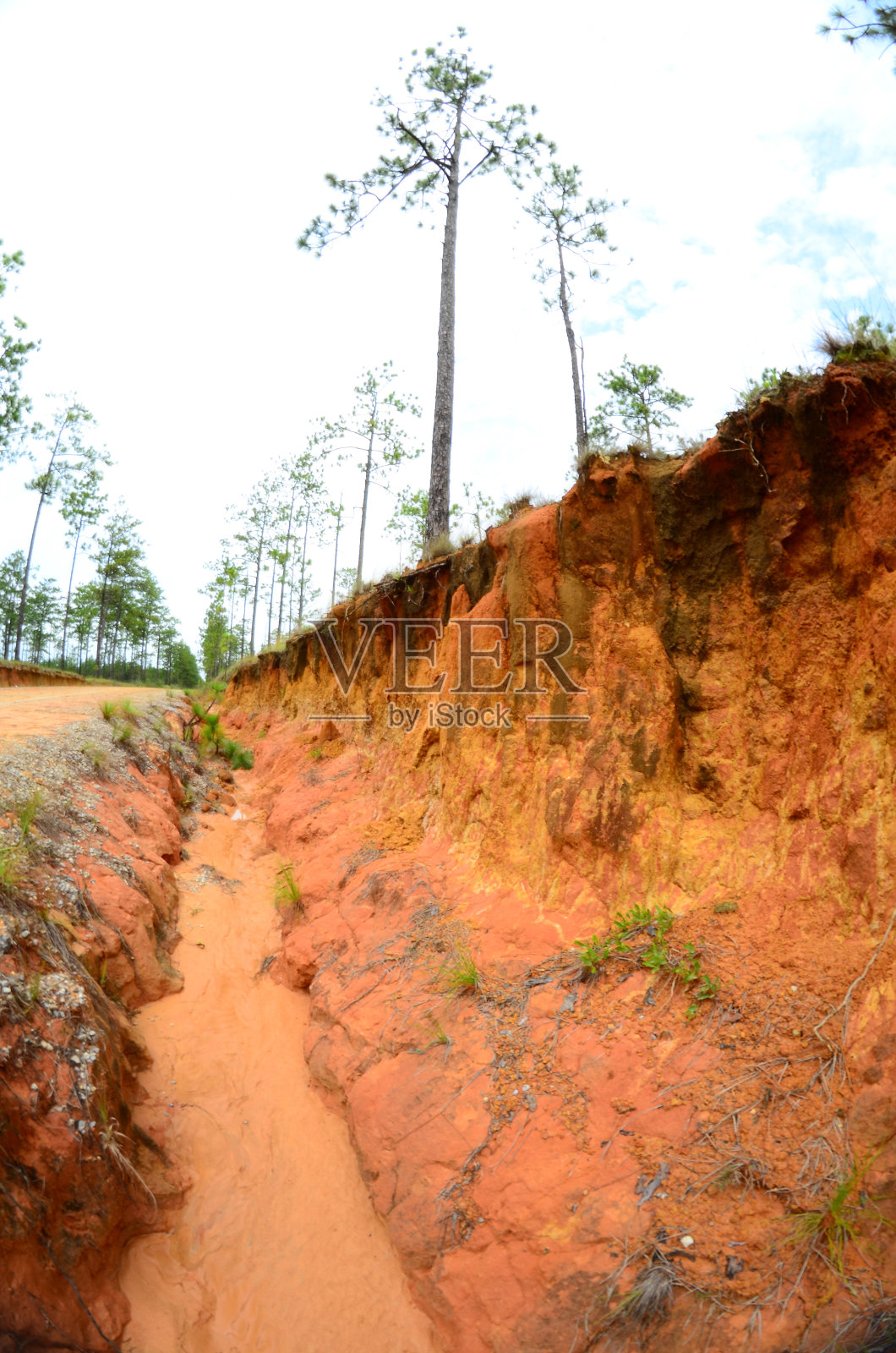 山坡森林道路与侵蚀沟暴露的粘土层照片摄影图片