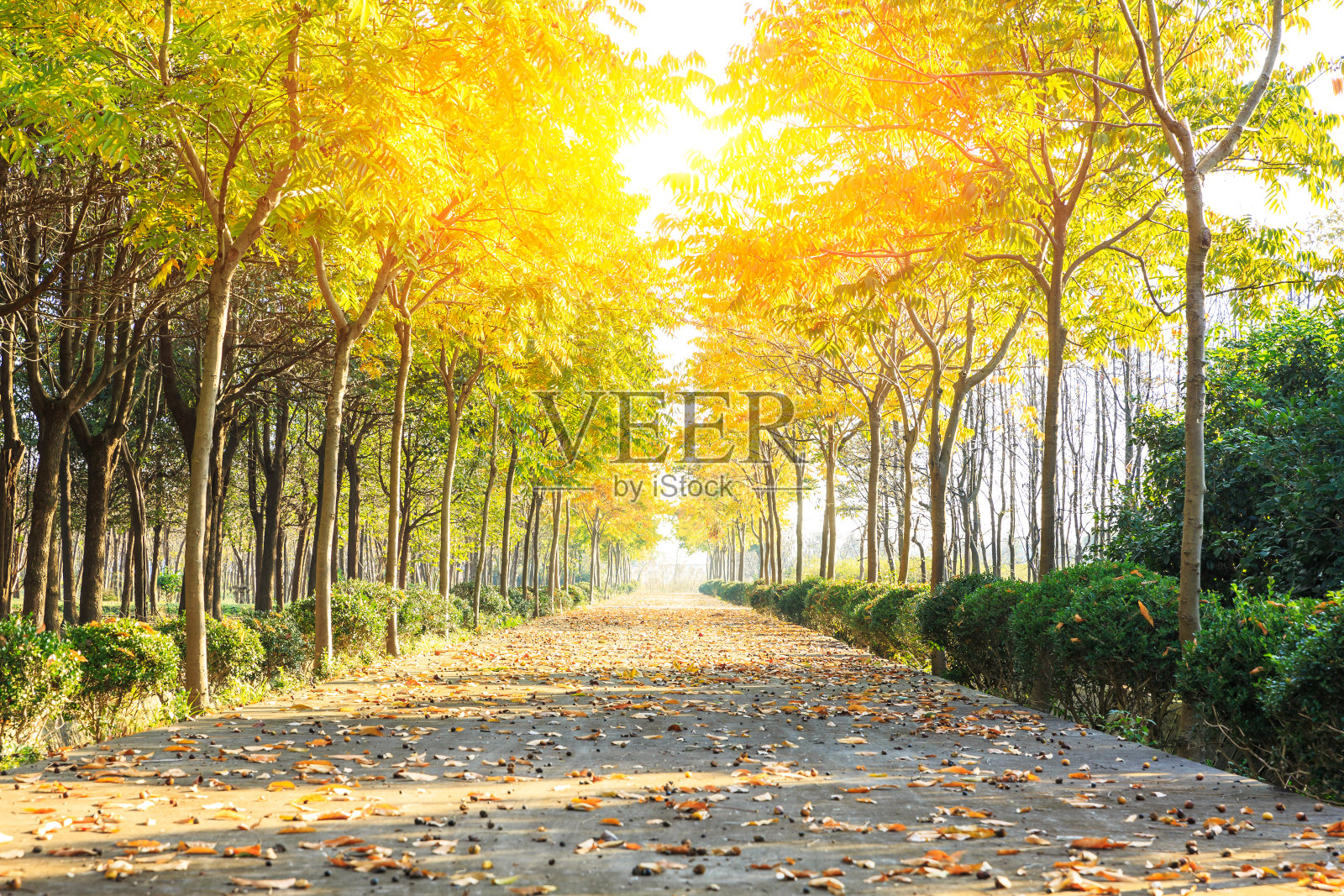 秋树路景观照片摄影图片