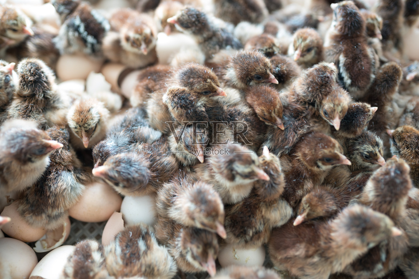 一群刚孵出的小鸡照片摄影图片