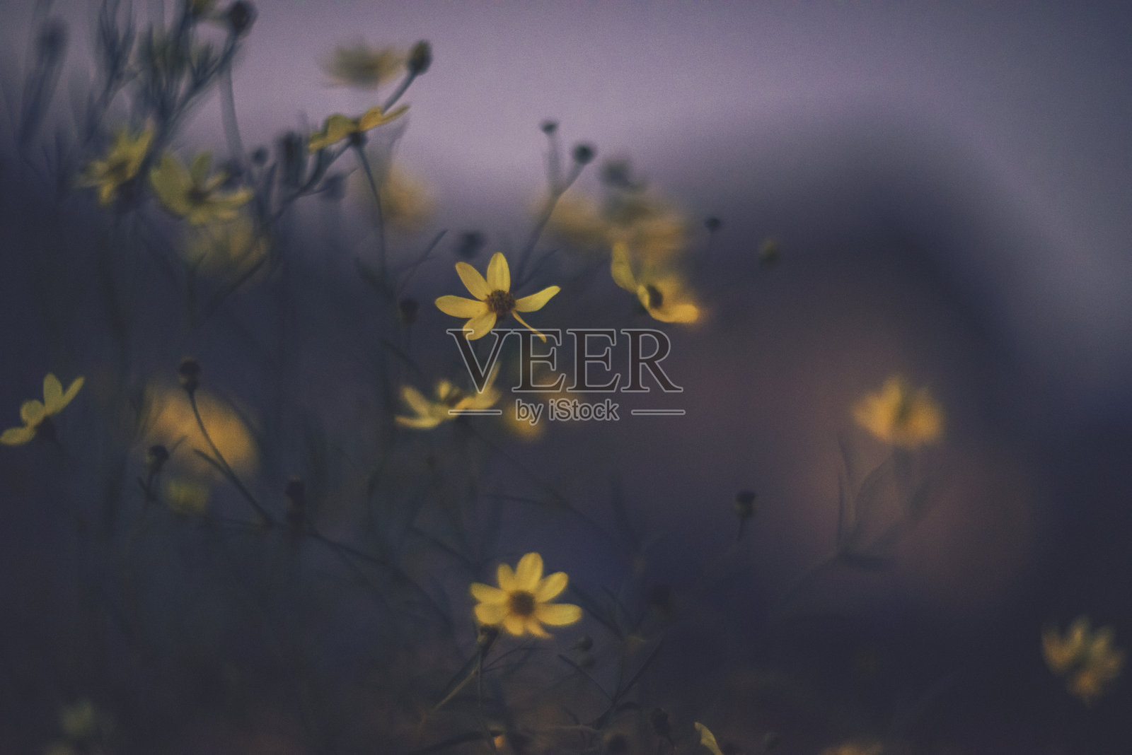 黑暗的本质。黄昏美丽的野花。花浸照片摄影图片