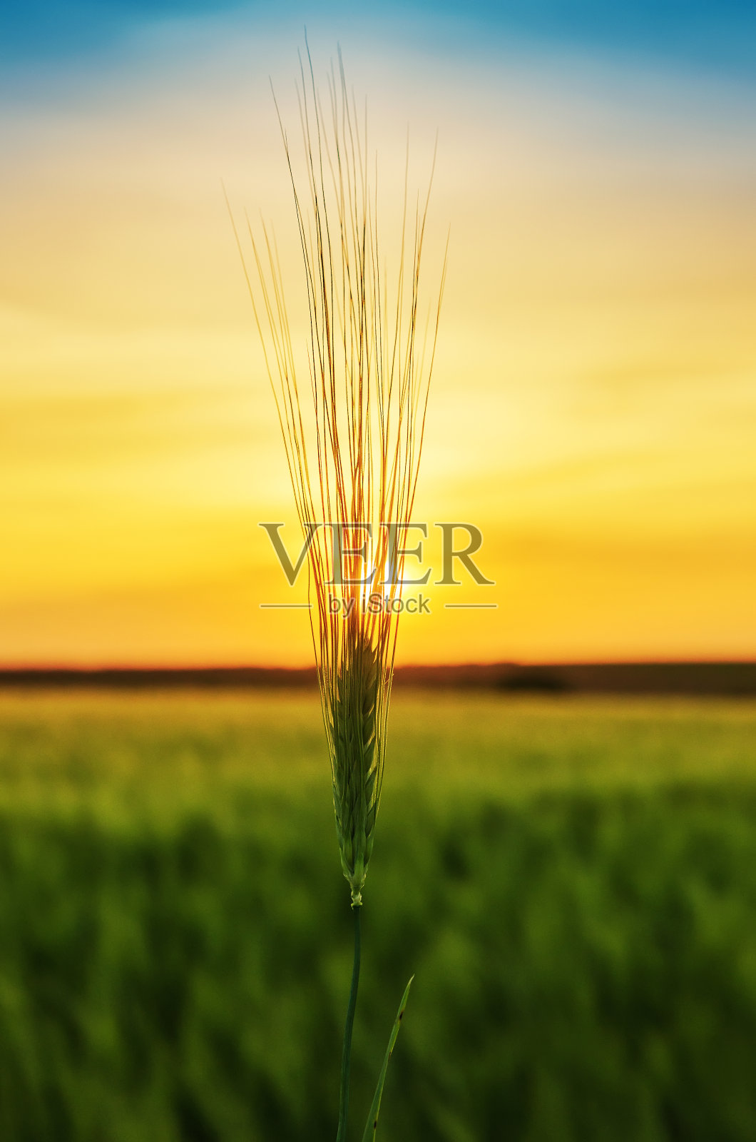 在日落的时候，田野上的绿色小麦穗照片摄影图片