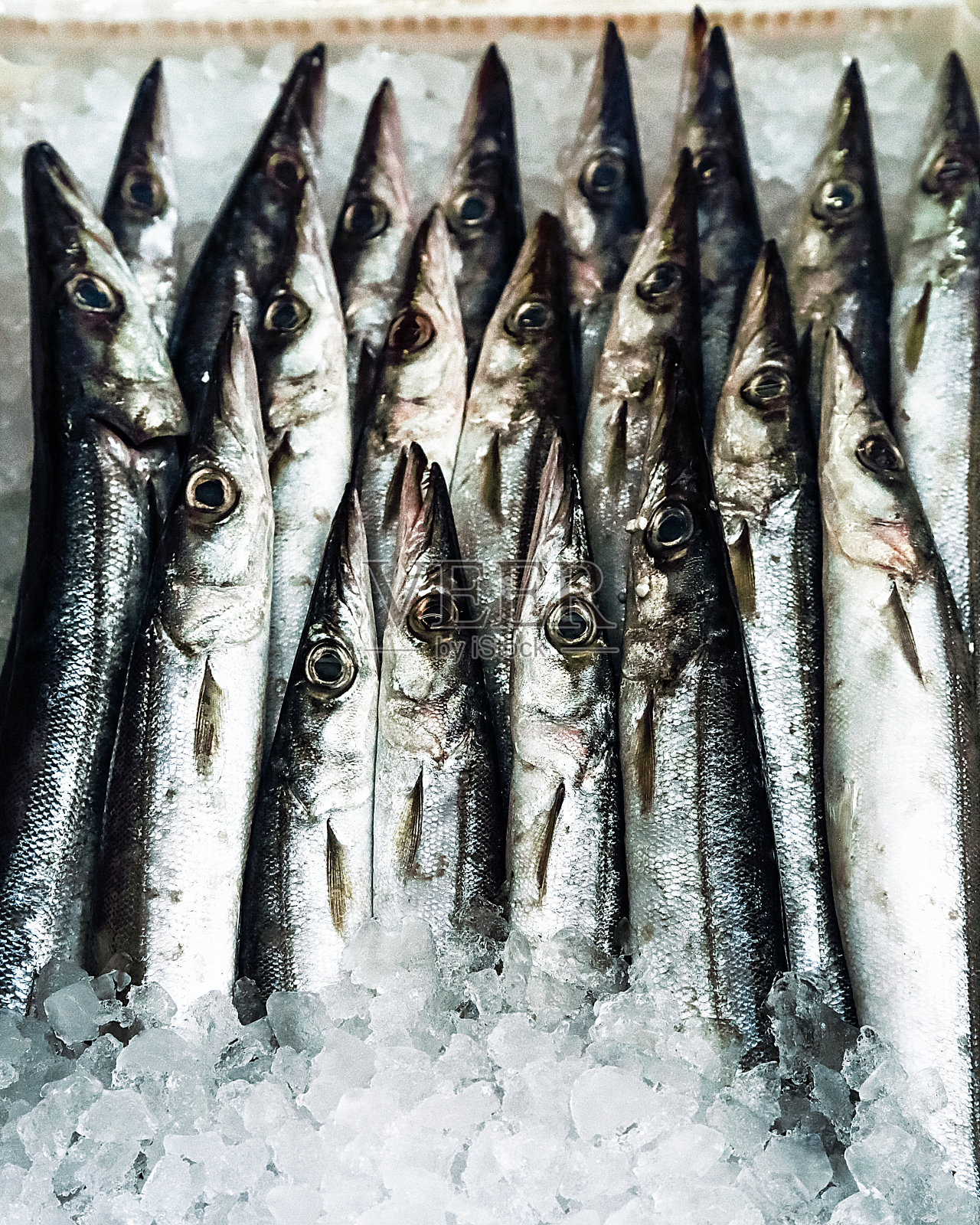 欧洲梭鱼或地中海冰上梭鱼照片摄影图片