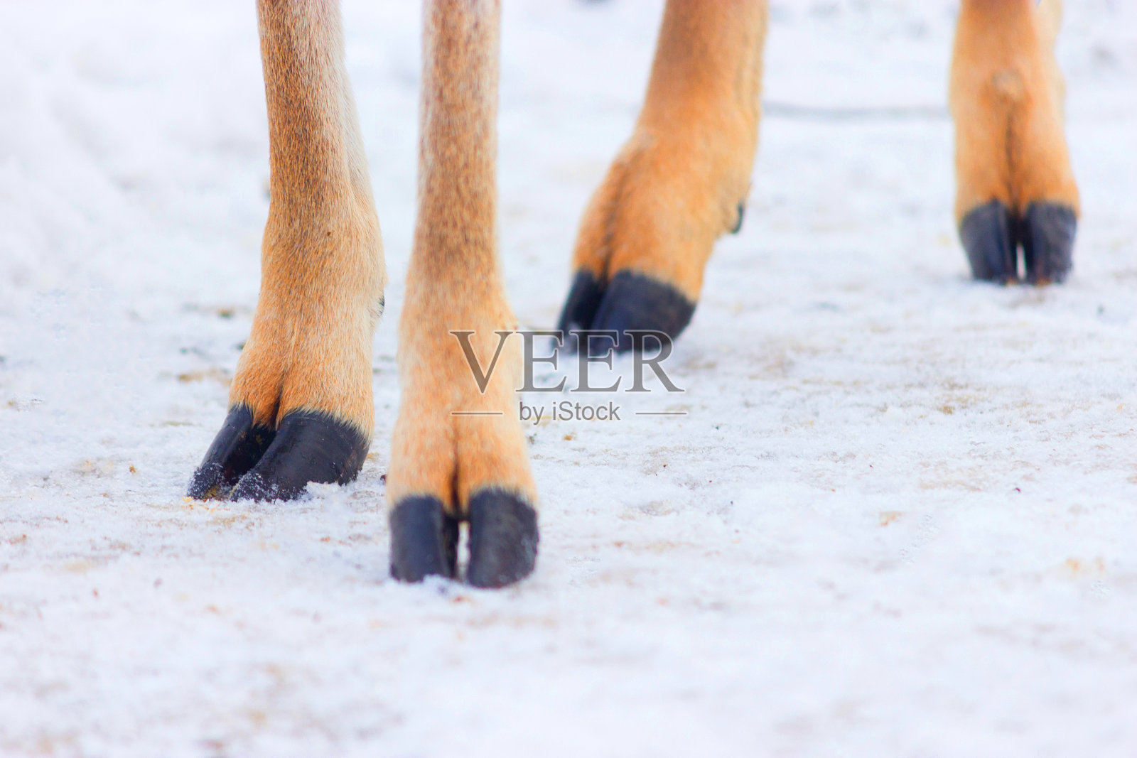 雪地上的四只蹄子照片摄影图片