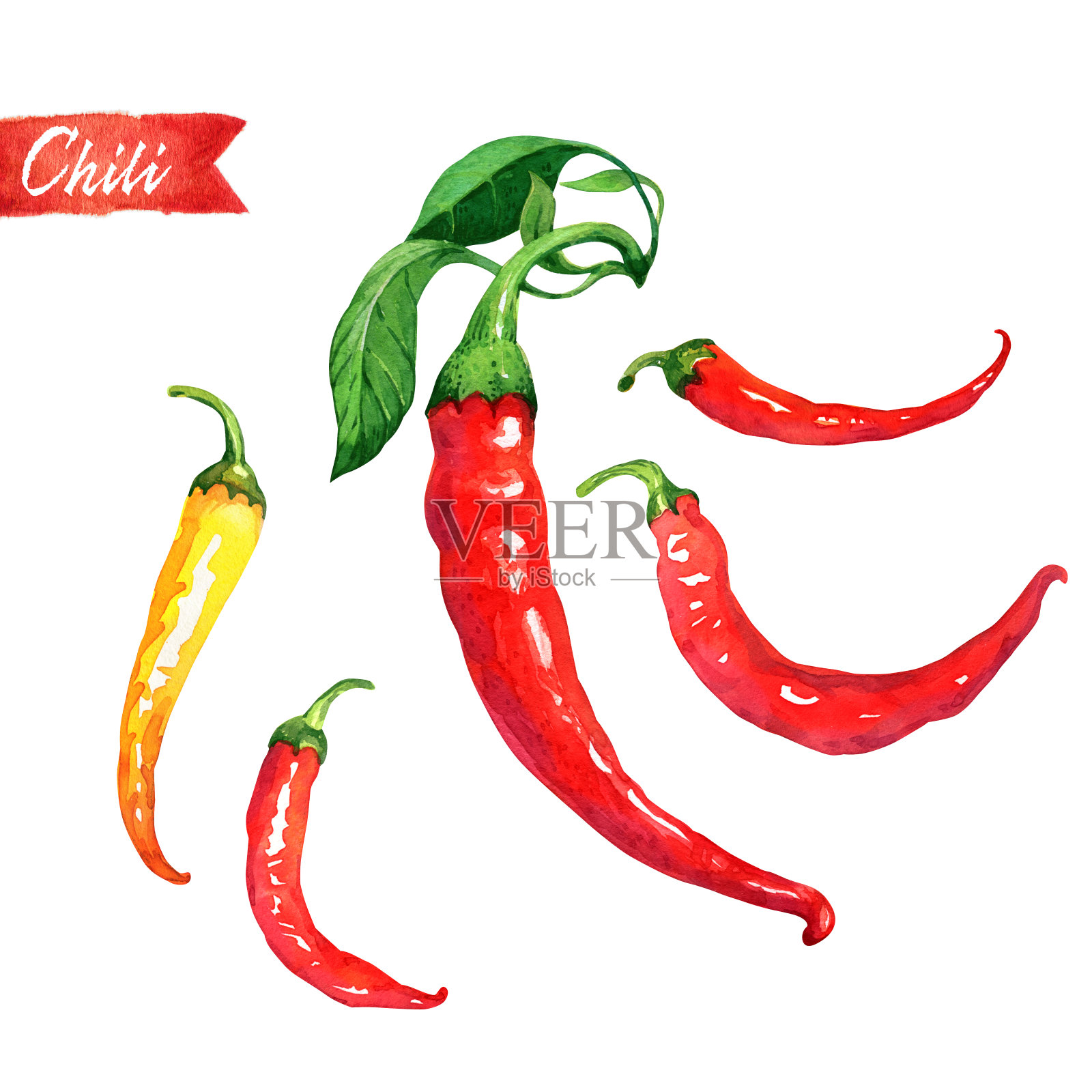 一套新鲜的辣椒孤立在白色水彩插图插画图片素材