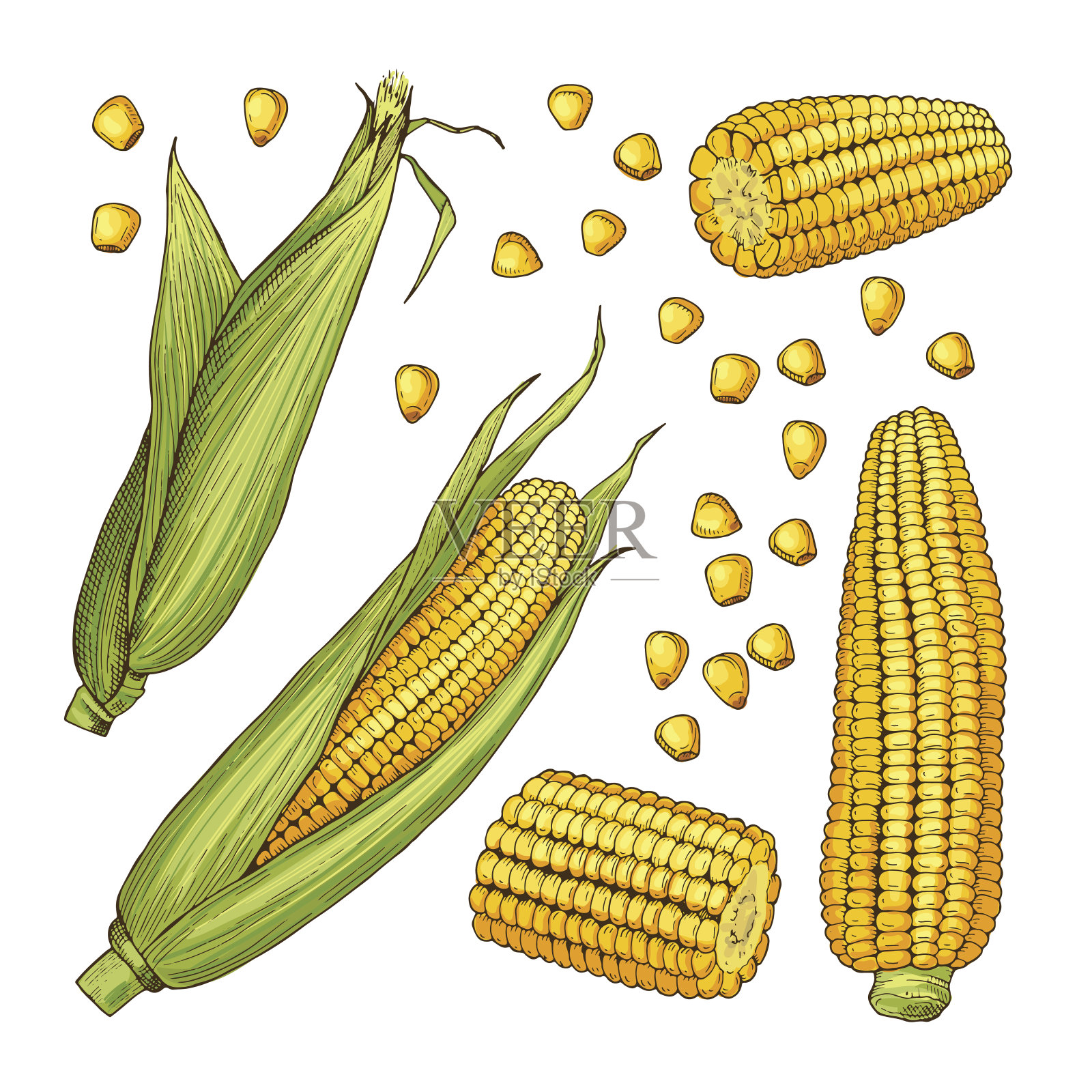 向量农场插图。玉米的不同侧面设计元素图片