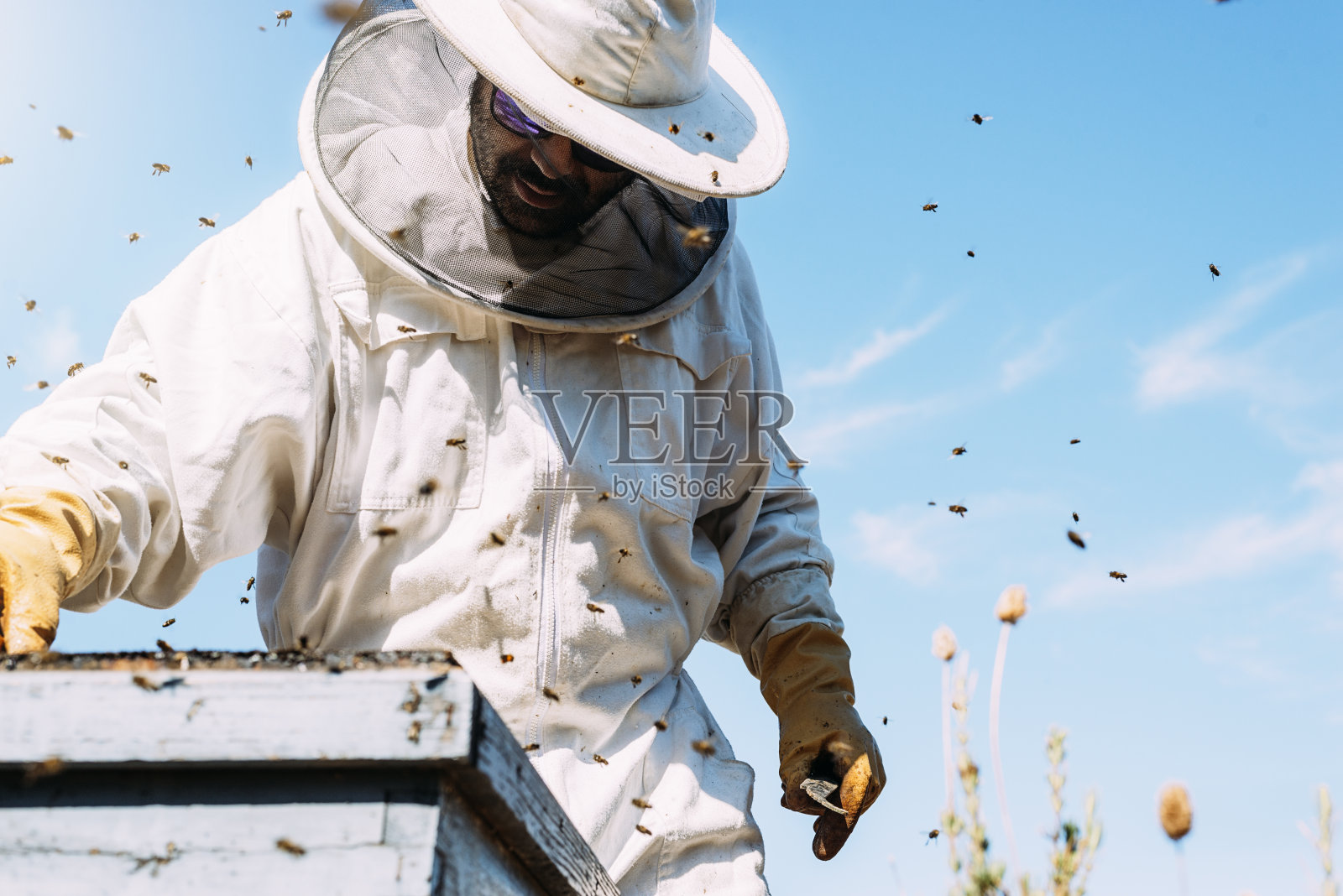 采蜜的养蜂人。照片摄影图片