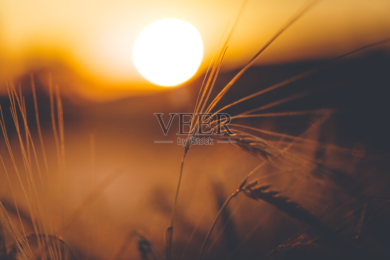 小麦在日落时分照片摄影图片