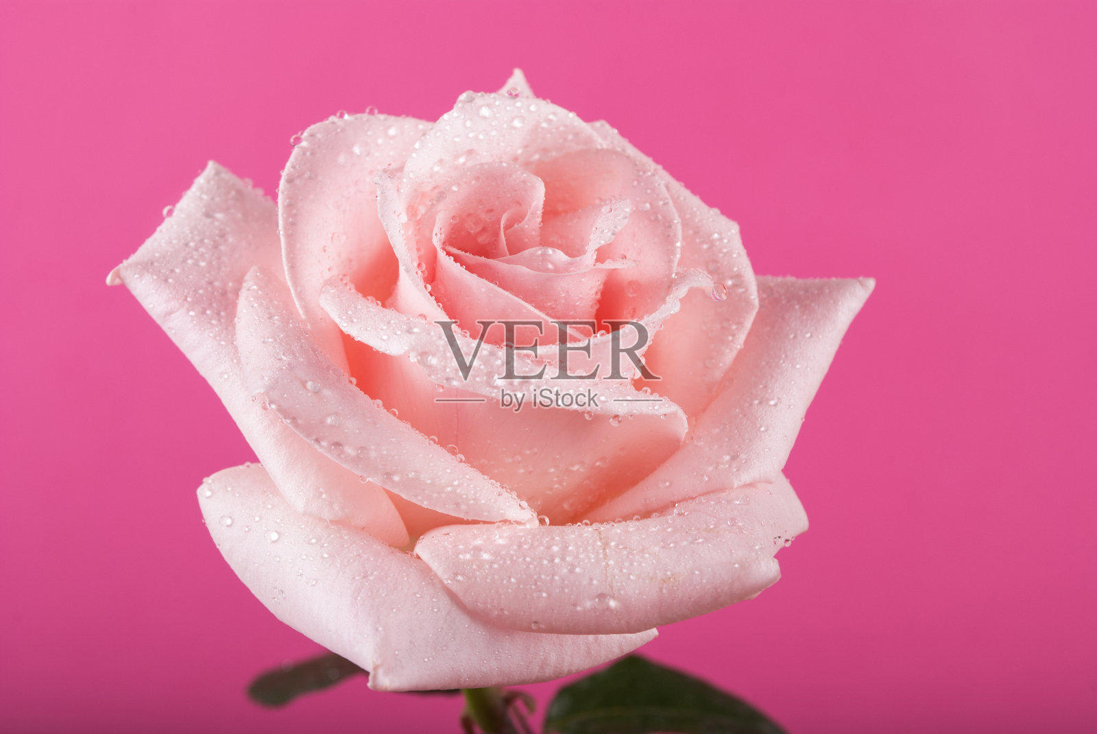 粉红色背景上有水珠的玫瑰花照片摄影图片