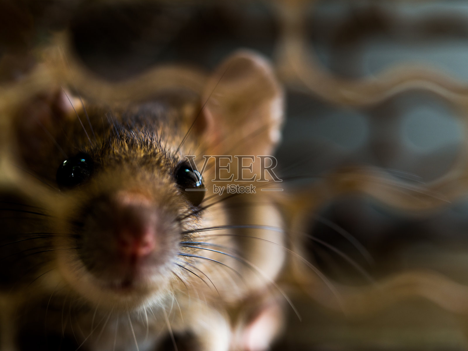 柔焦的老鼠在笼子里捉老鼠。老鼠会传染给人类如钩端螺旋体病鼠疫照片摄影图片