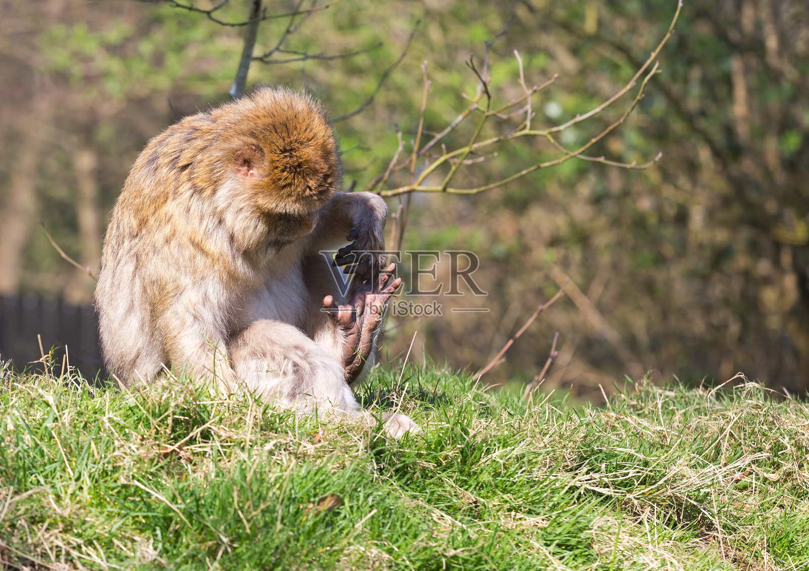 巴巴里猕猴坐在草地上看着自己的脚照片摄影图片
