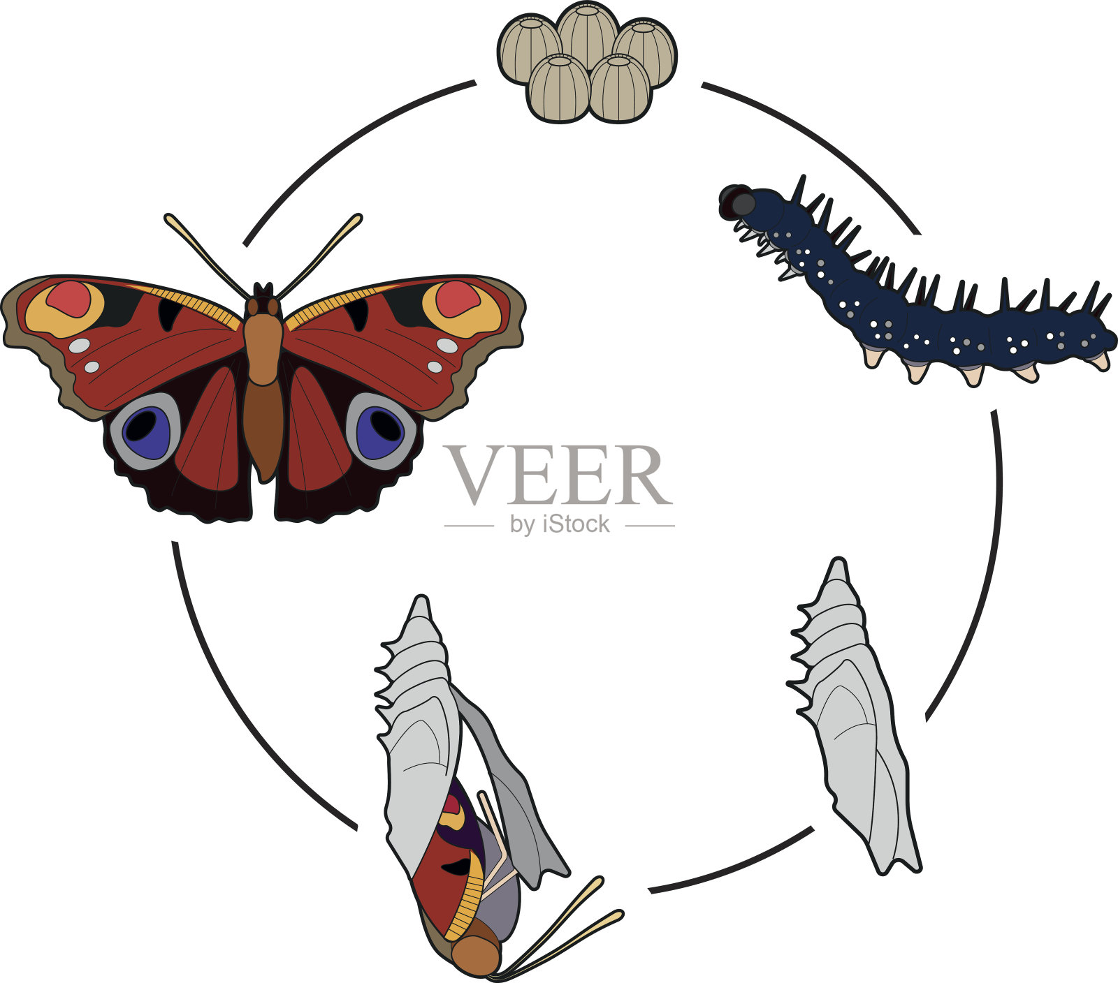 蝴蝶的生命周期插画图片素材