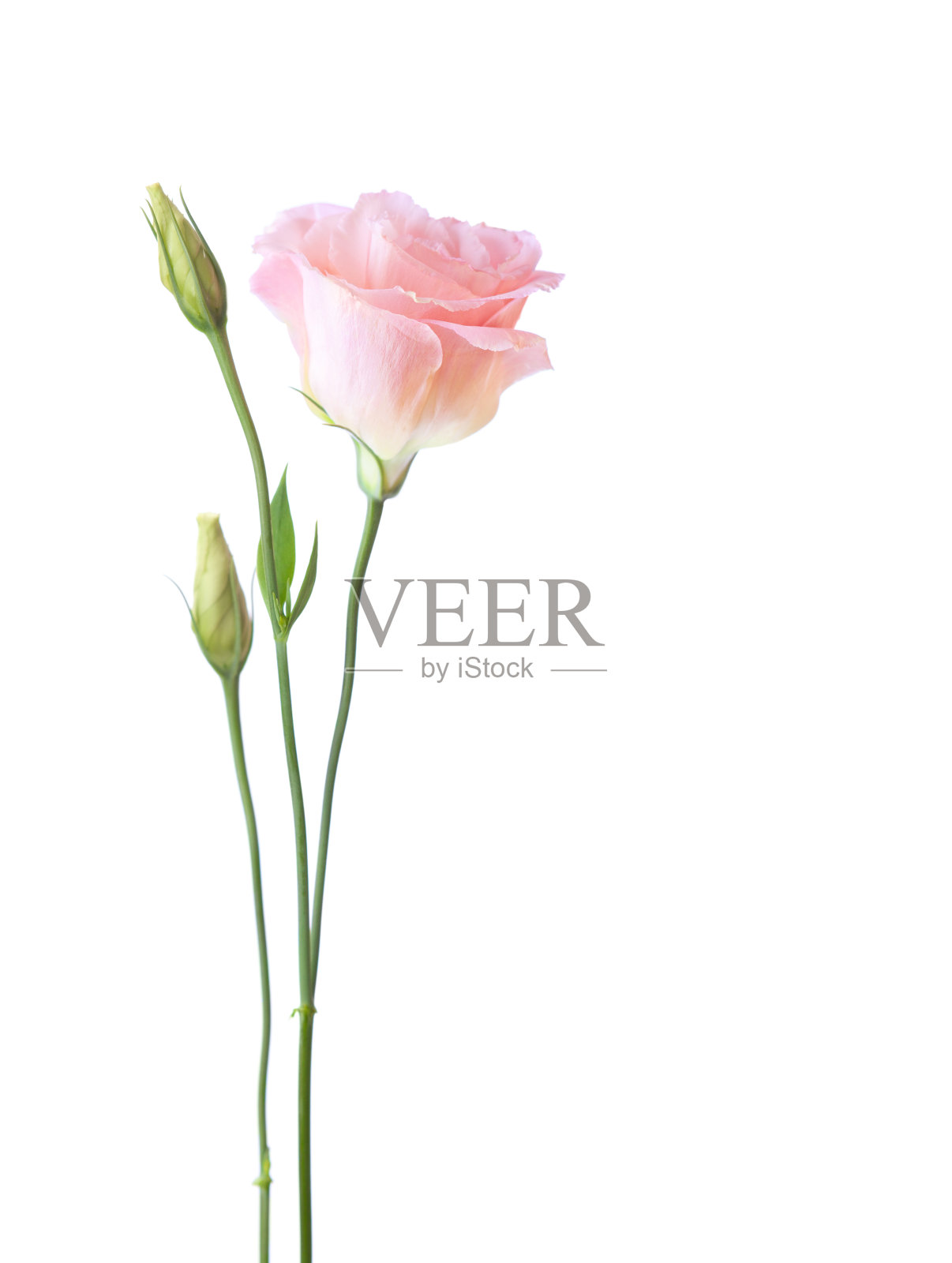 开在白色背景上的口水仙的淡粉红色花。照片摄影图片