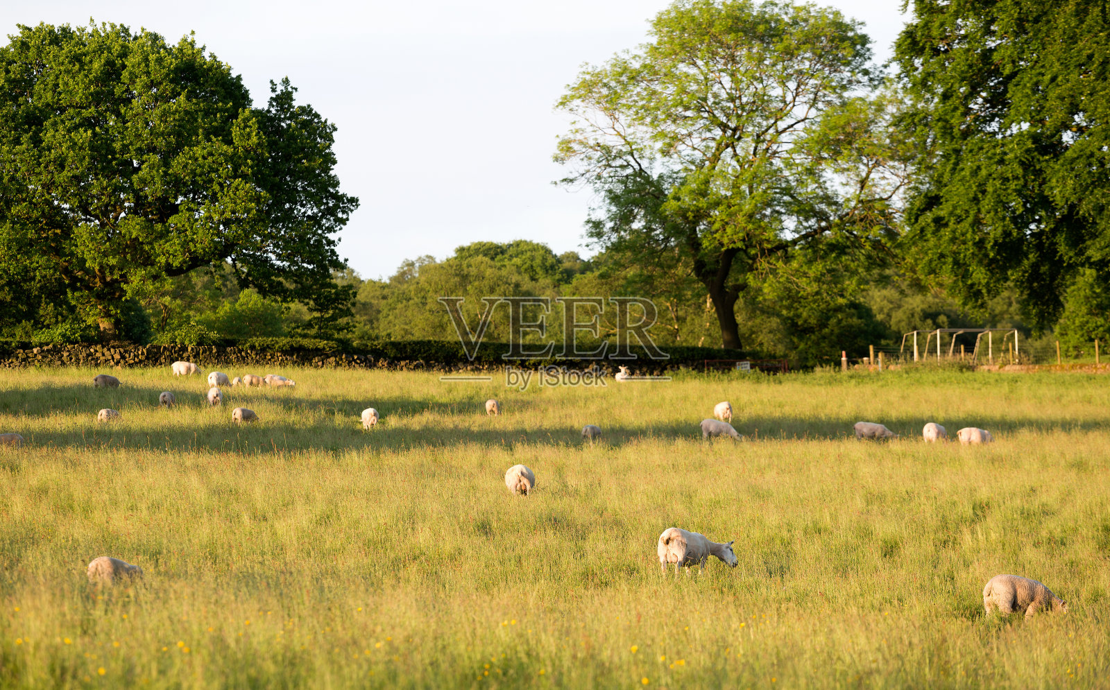 傍晚的阳光下，羊群在草地上吃草照片摄影图片