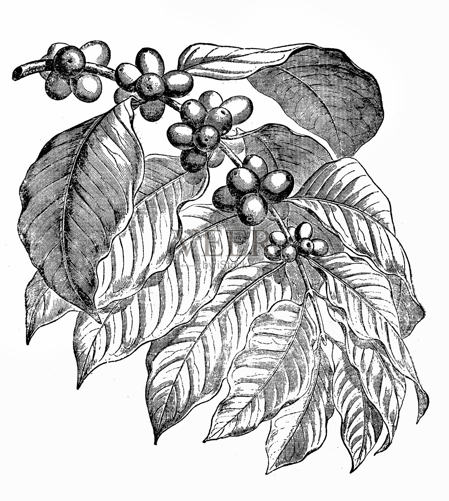 咖啡树插画图片素材