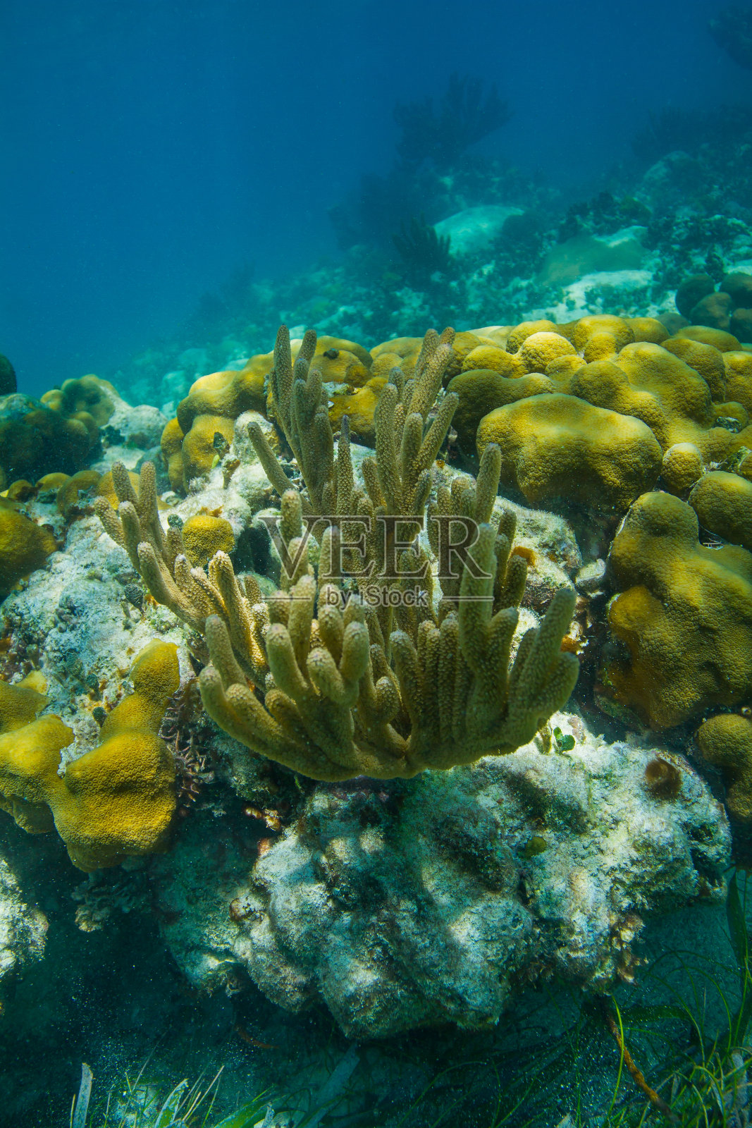 黄色管子珊瑚照片摄影图片