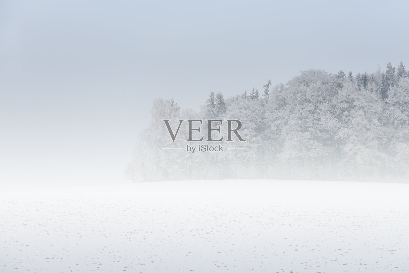 冬天多雾的风景——白雪皑皑的森林里结霜的树木照片摄影图片