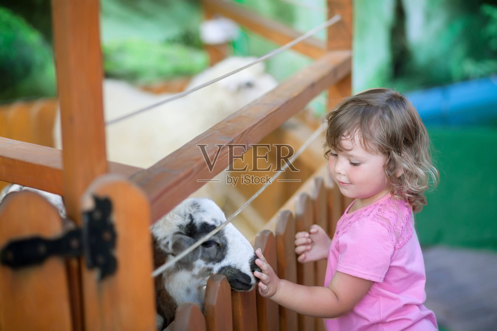 小女孩在农场喂羊。照片摄影图片