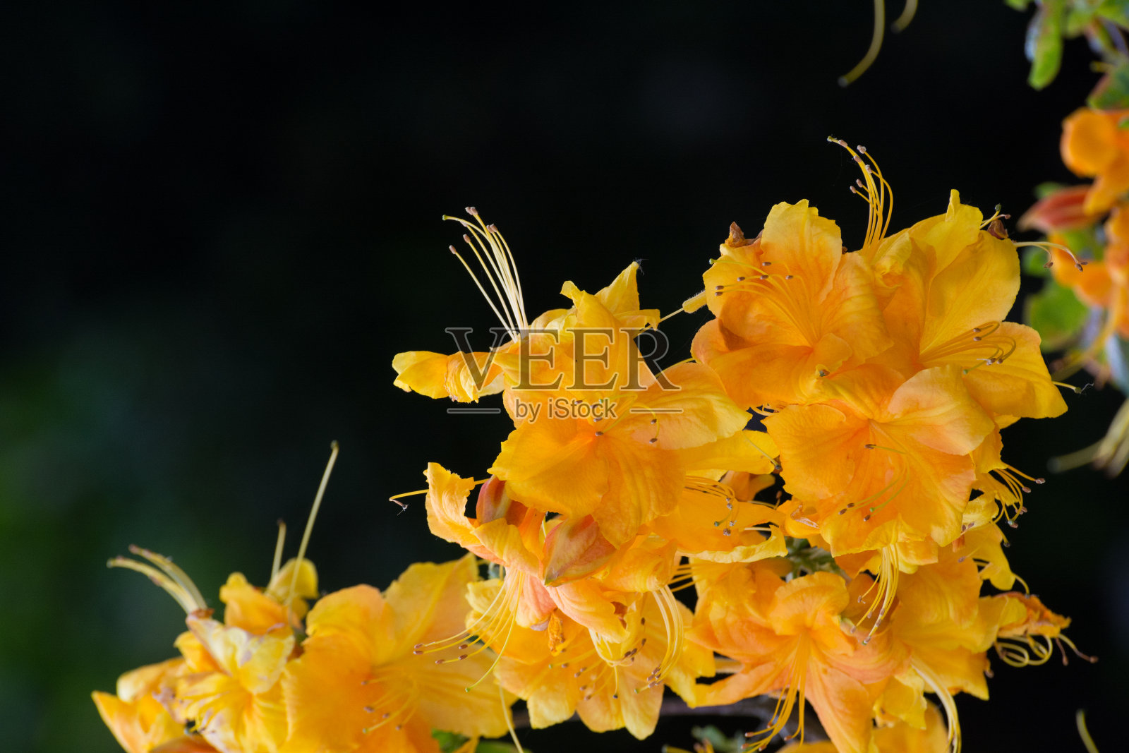黄色的杜鹃花的花照片摄影图片