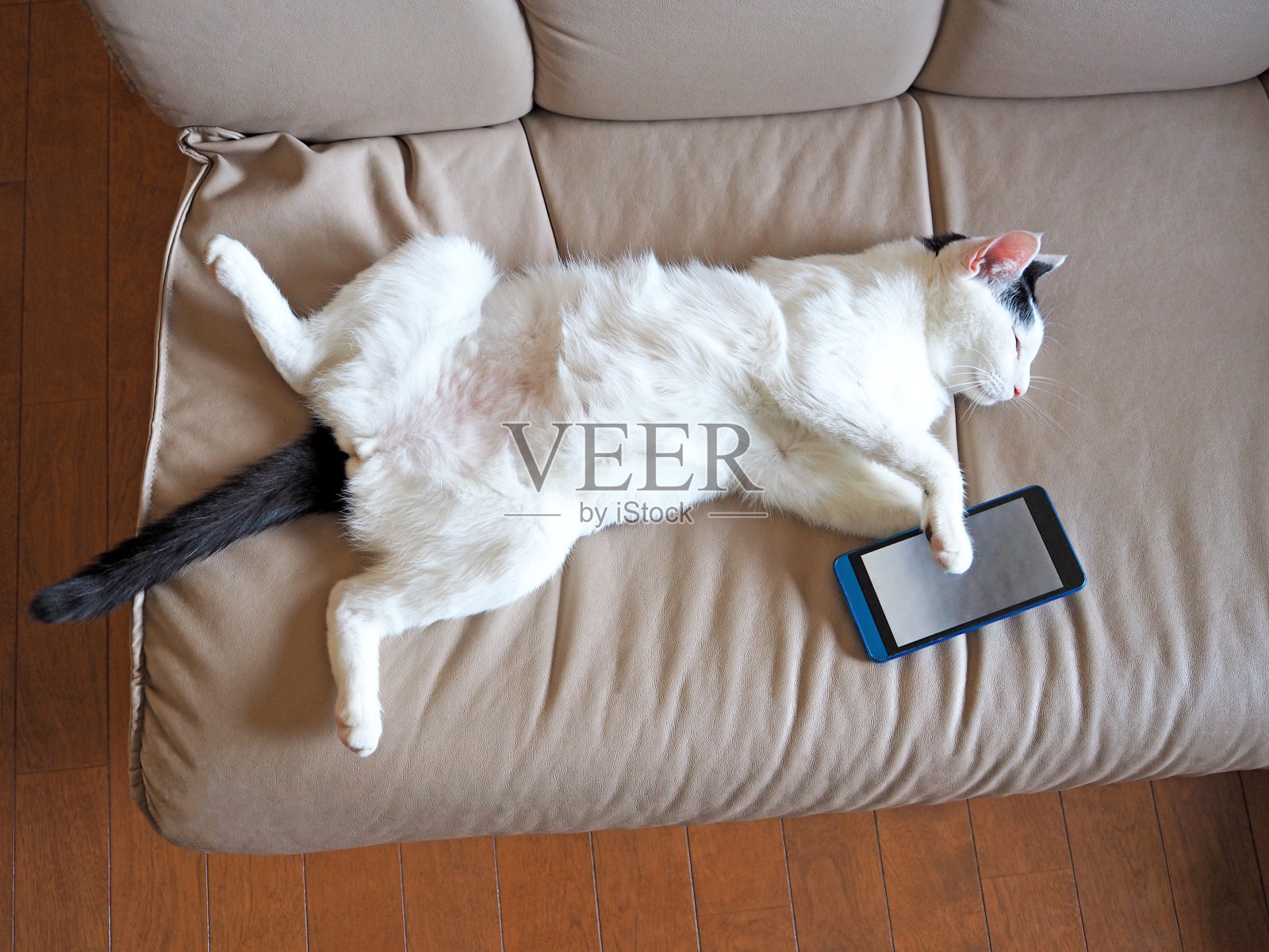 猫在使用智能手机时睡着了照片摄影图片