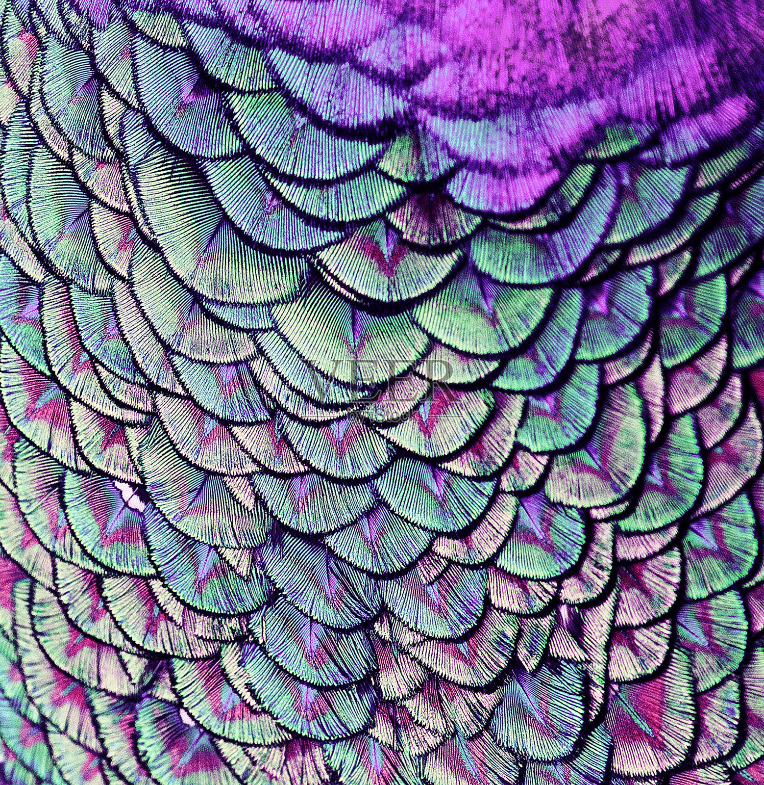美丽的背景，鲜艳的羽毛图案，奇妙的孔雀羽毛神话照片摄影图片