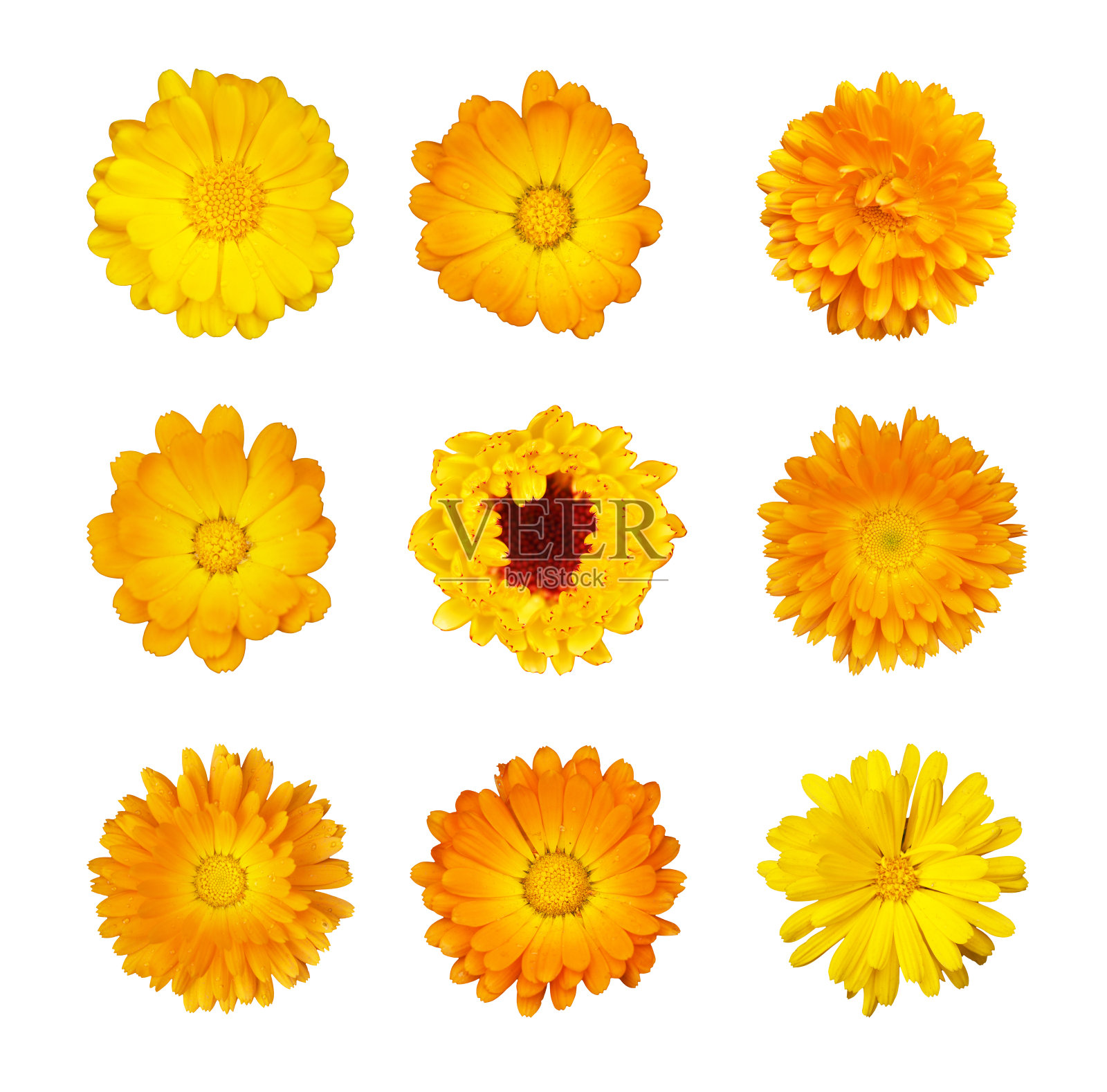 在白色背景上分离的万寿菊黄色和橙色花的收集照片摄影图片