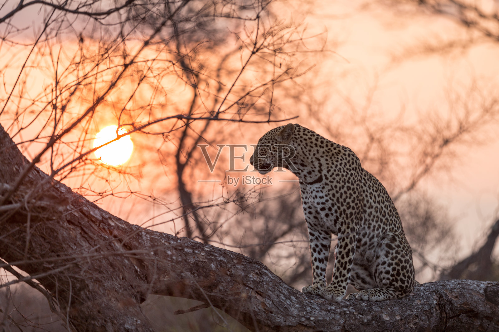 日落中的豹照片摄影图片