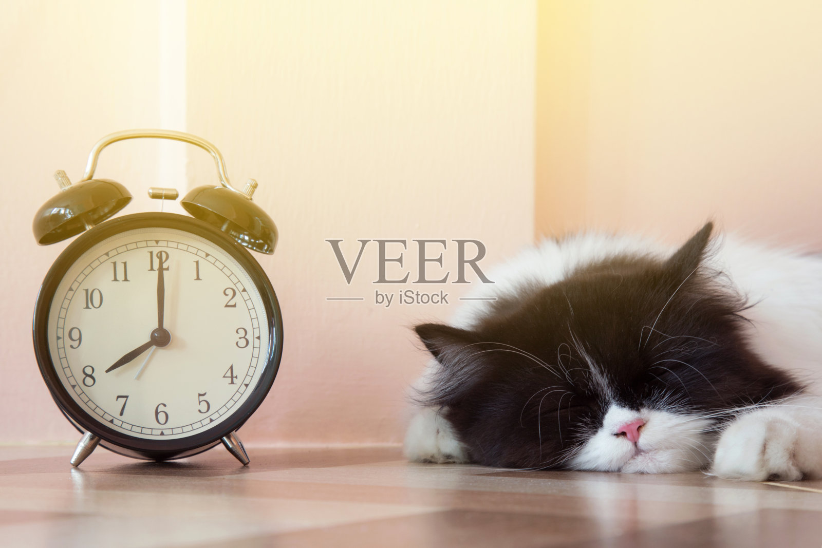 黑白波斯小猫的肖像睡在带有阳光的古董闹钟附近照片摄影图片