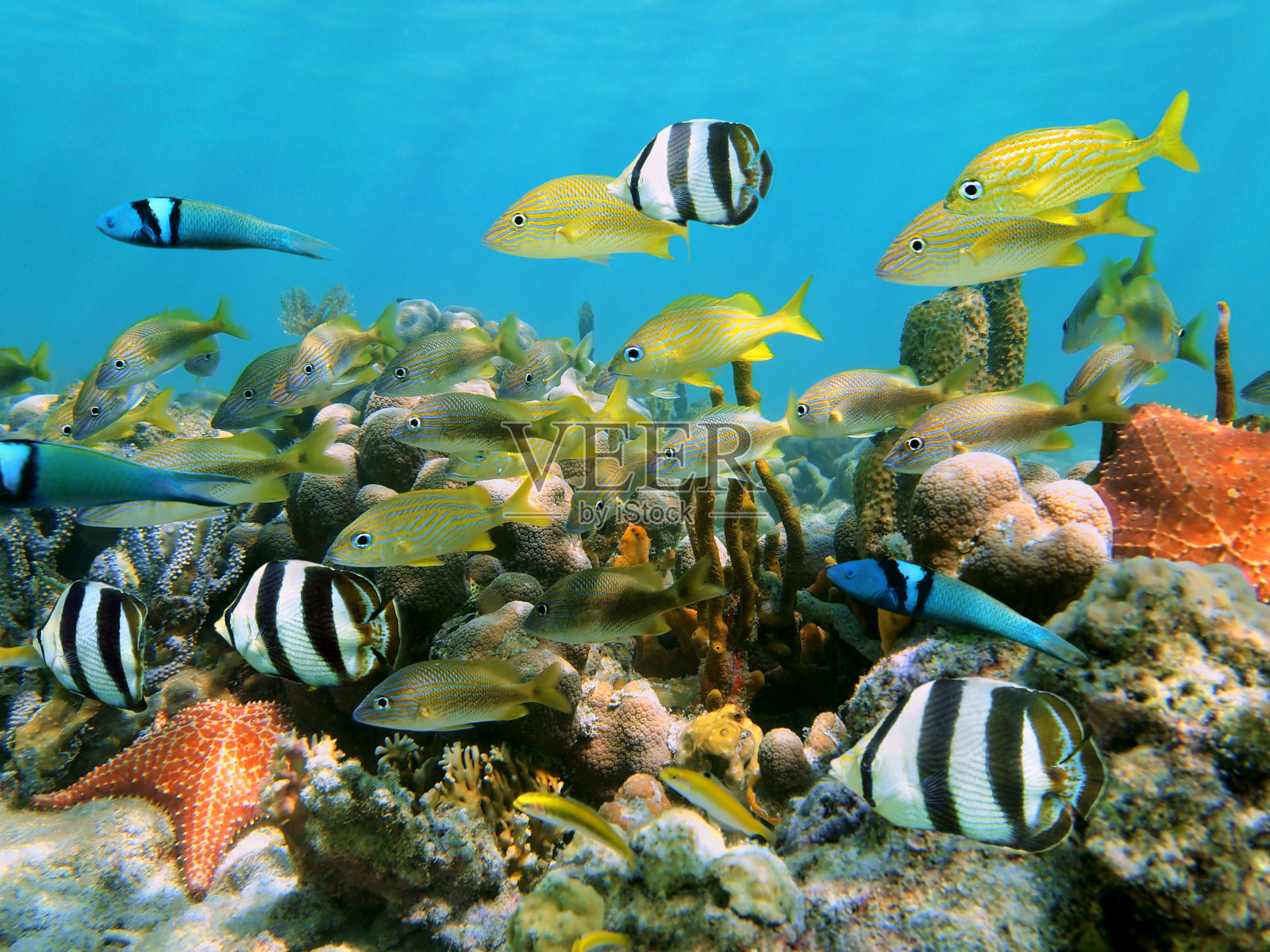 珊瑚和鱼照片摄影图片