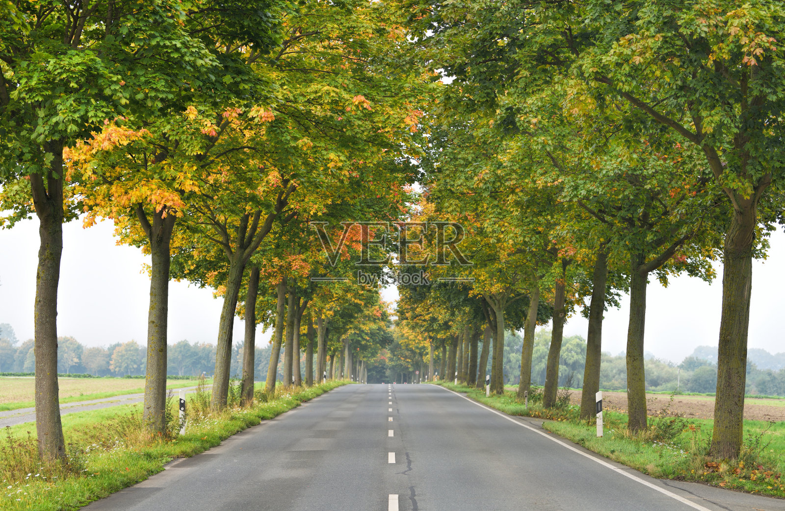 秋天绿树成荫的乡间小路照片摄影图片
