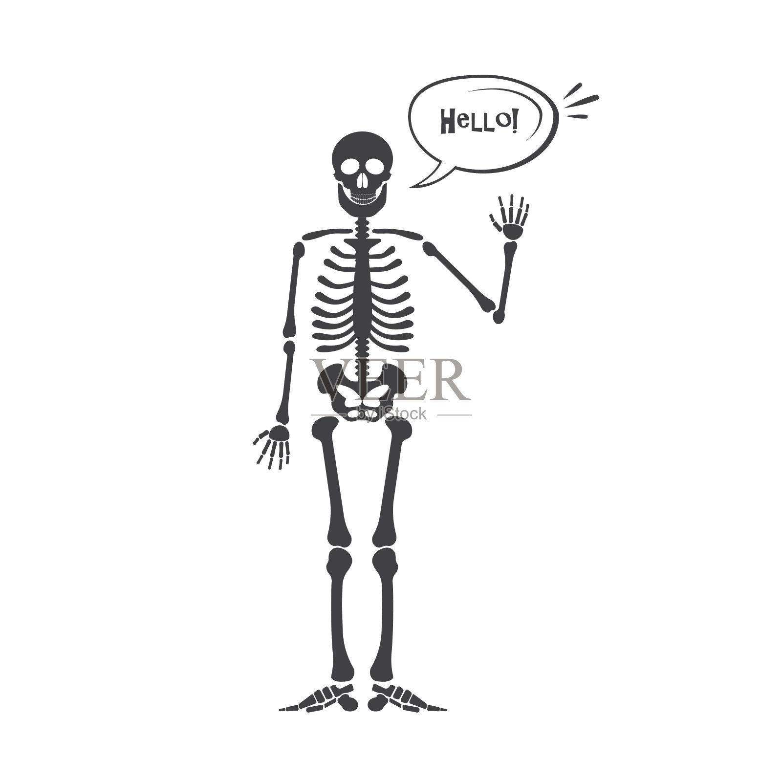 骨架人体解剖学。插画图片素材