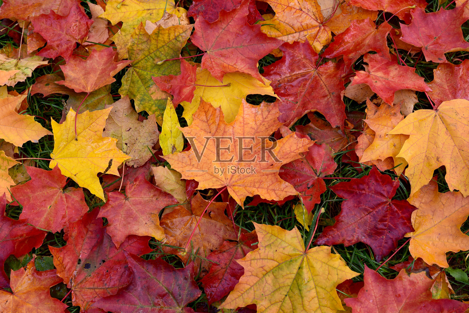 秋天。五彩缤纷的落叶。照片摄影图片