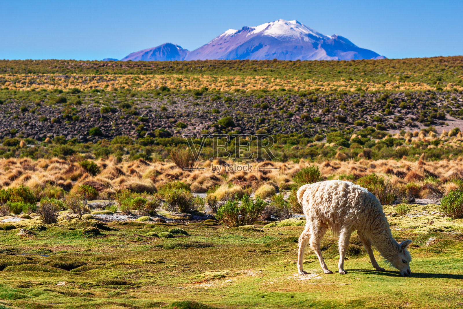 玻利维亚高原上的美洲驼照片摄影图片