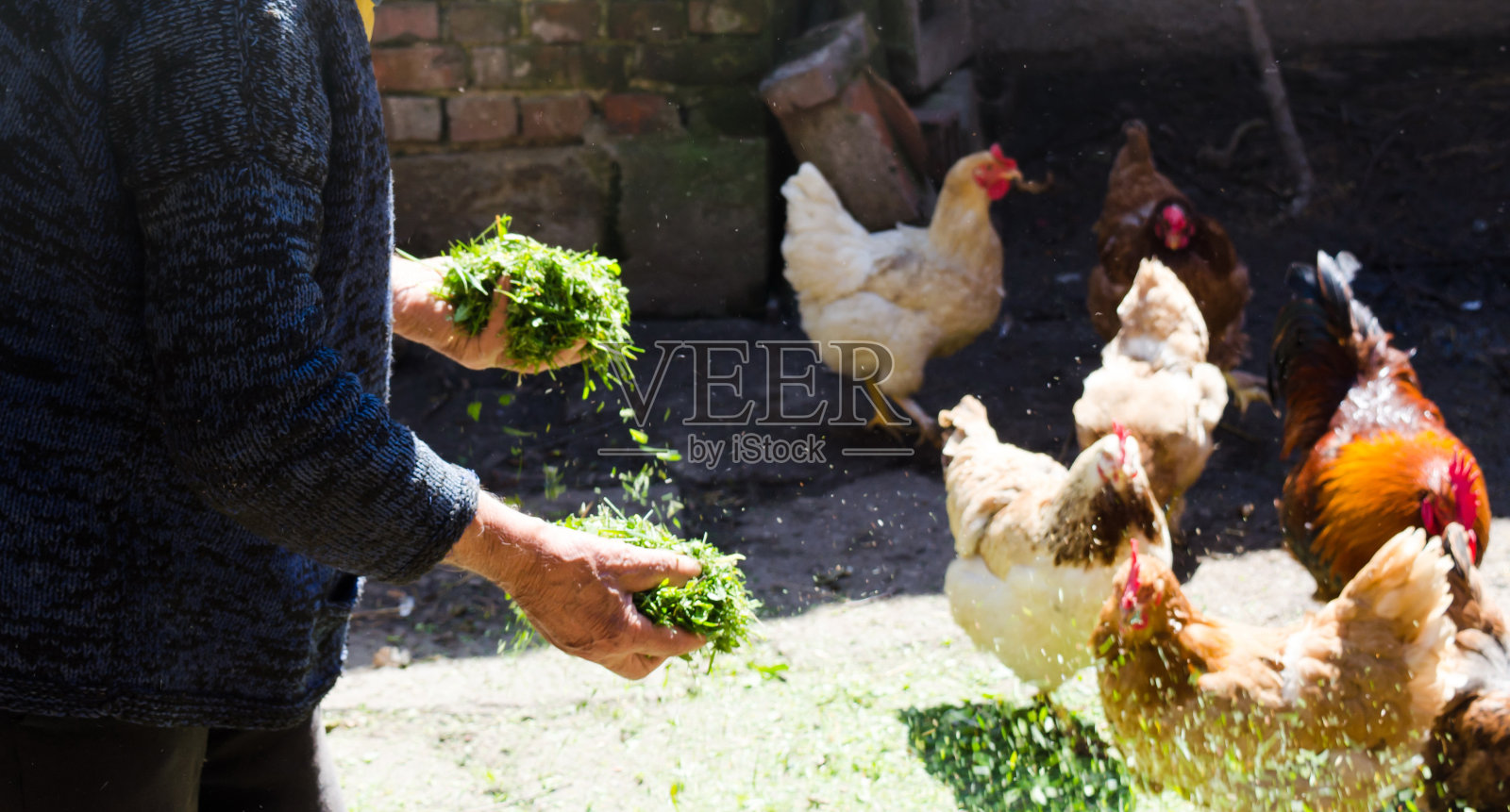 农民在谷仓里喂鸡照片摄影图片