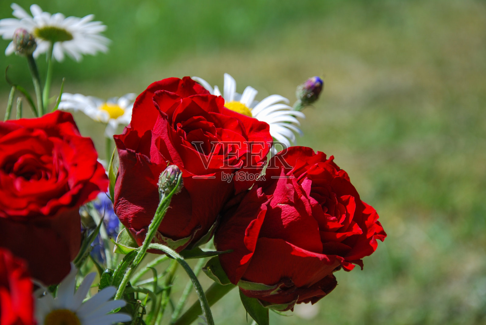美丽的红玫瑰照片摄影图片