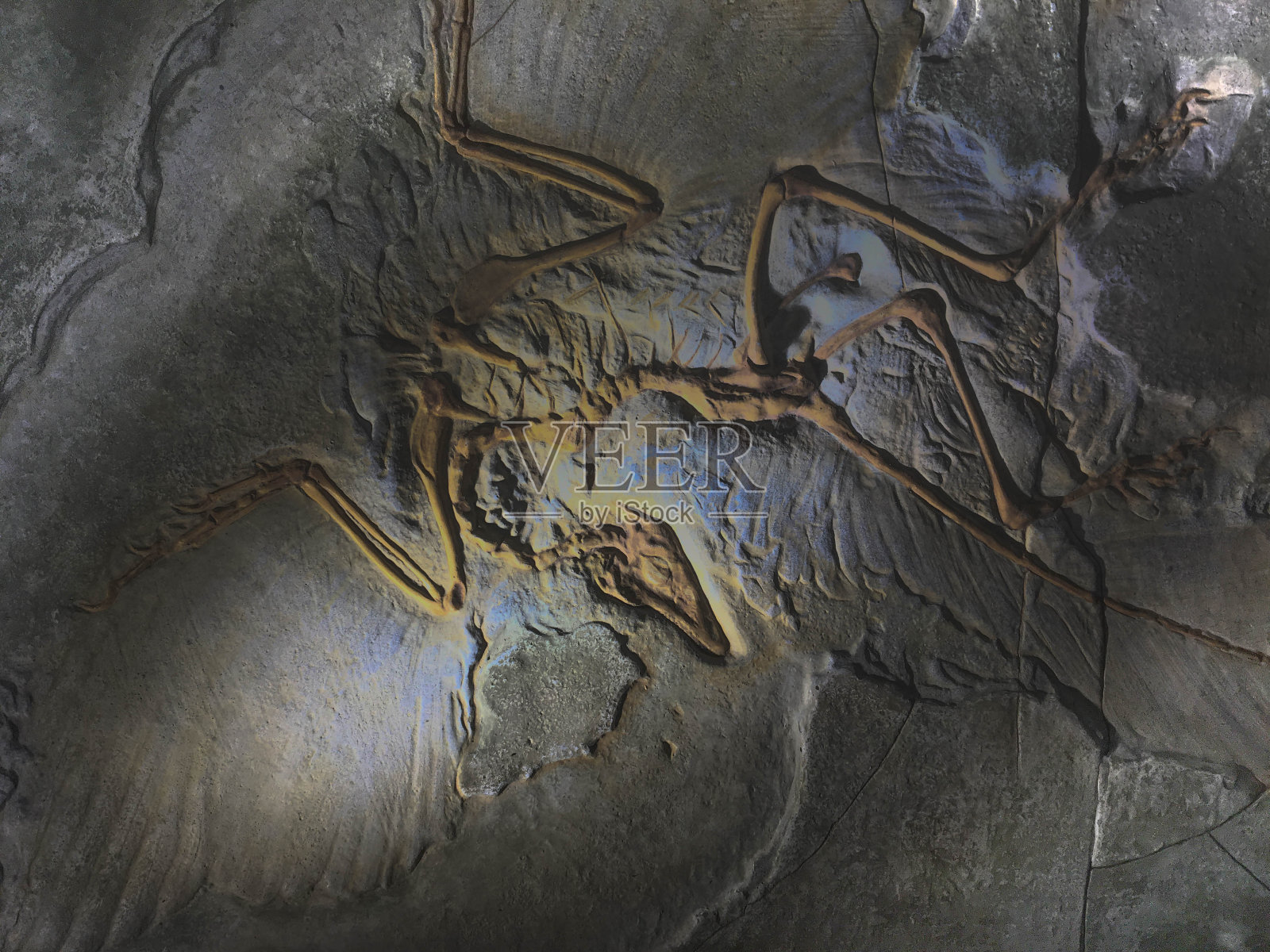 岩石上的鸟类化石。它在自然界中被发现。照片摄影图片