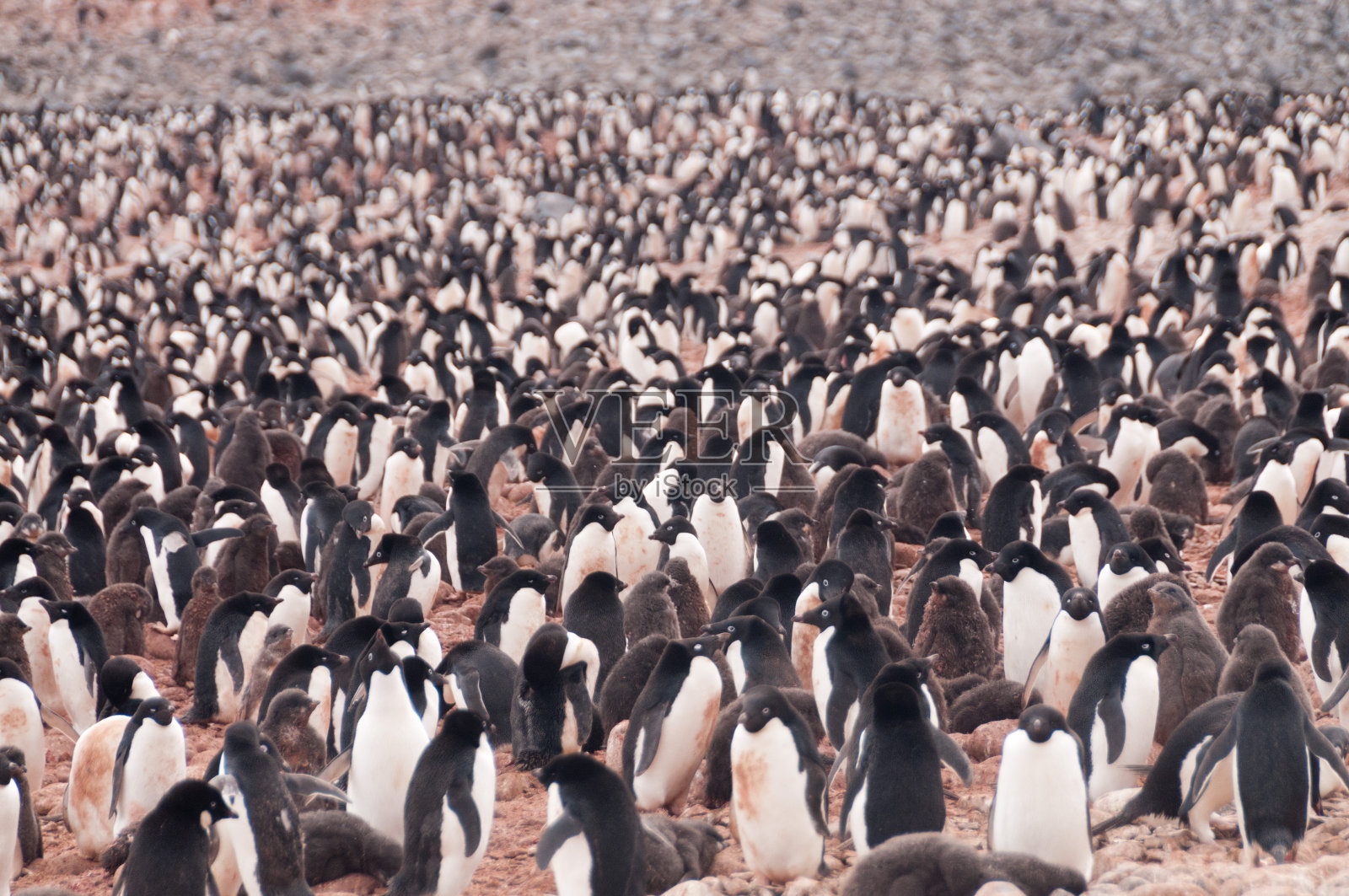 波莱特岛上的阿德利企鹅照片摄影图片