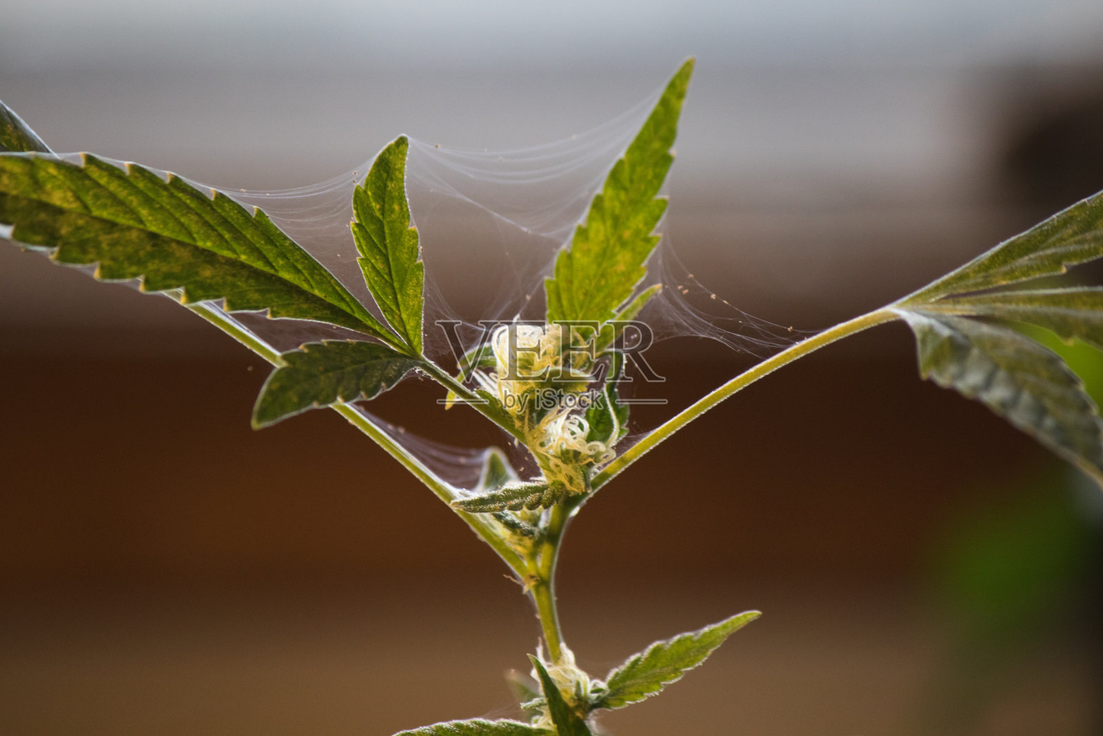 大麻蜘蛛螨侵害照片摄影图片