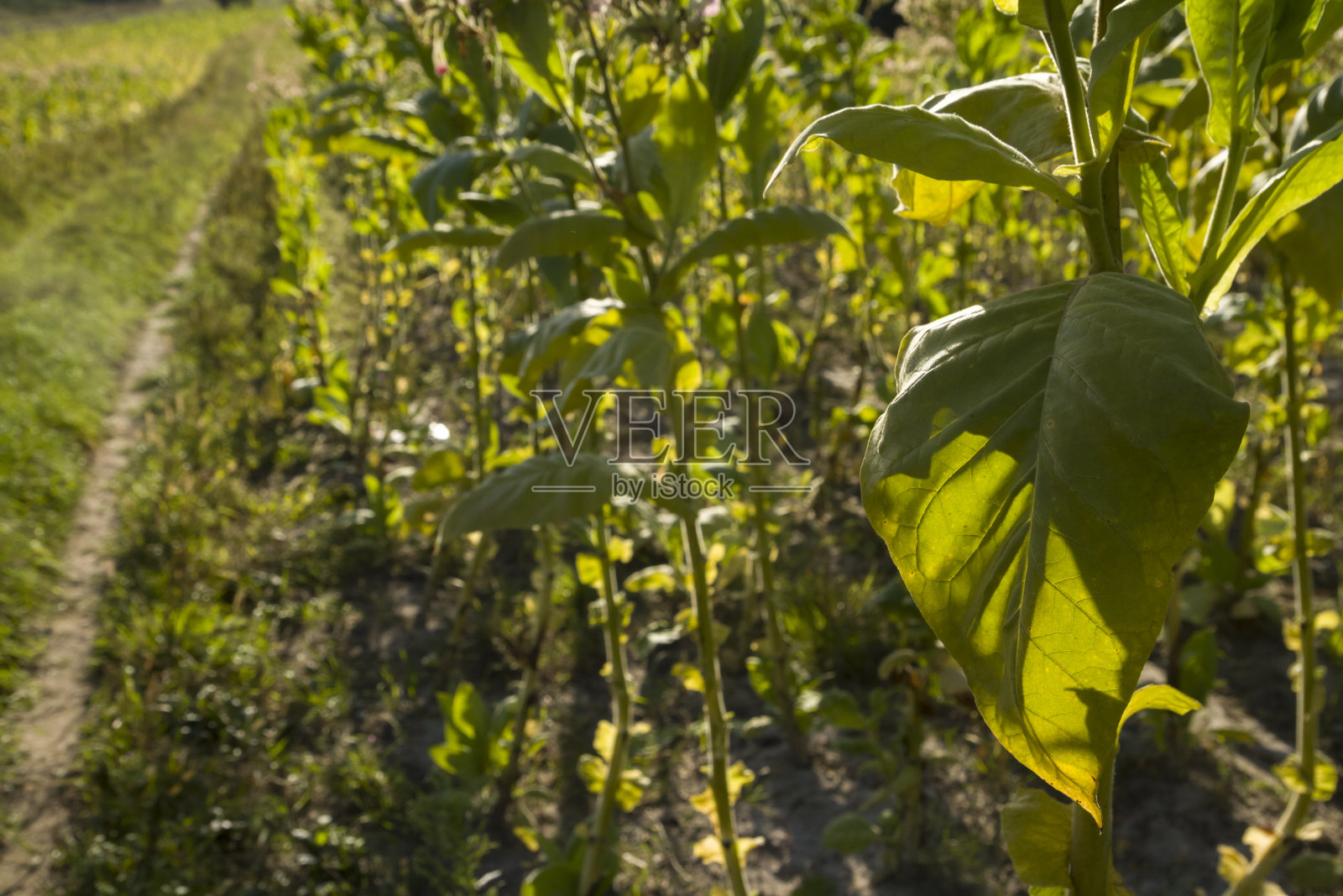 熟烟叶田普通烟草是一种一年生草本植物照片摄影图片