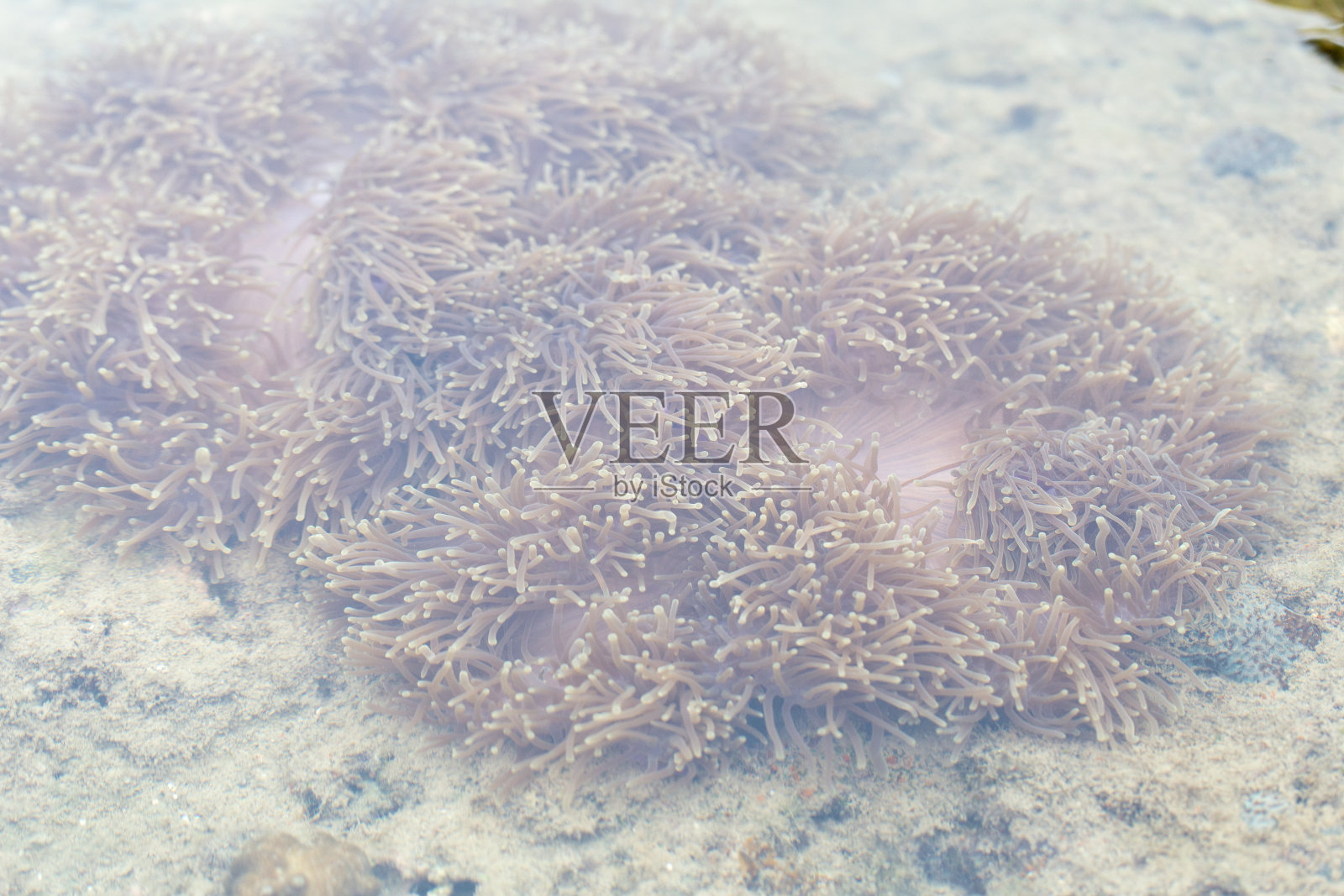 海葵是海洋的一组，海葵被分类在刺胞动物门，珊瑚虫纲，海葵亚纲进行教育。照片摄影图片
