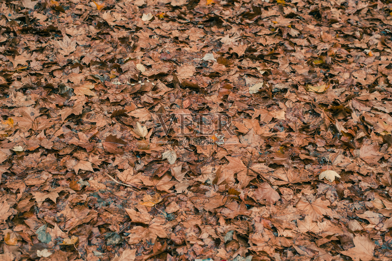秋天潮湿的落叶照片摄影图片