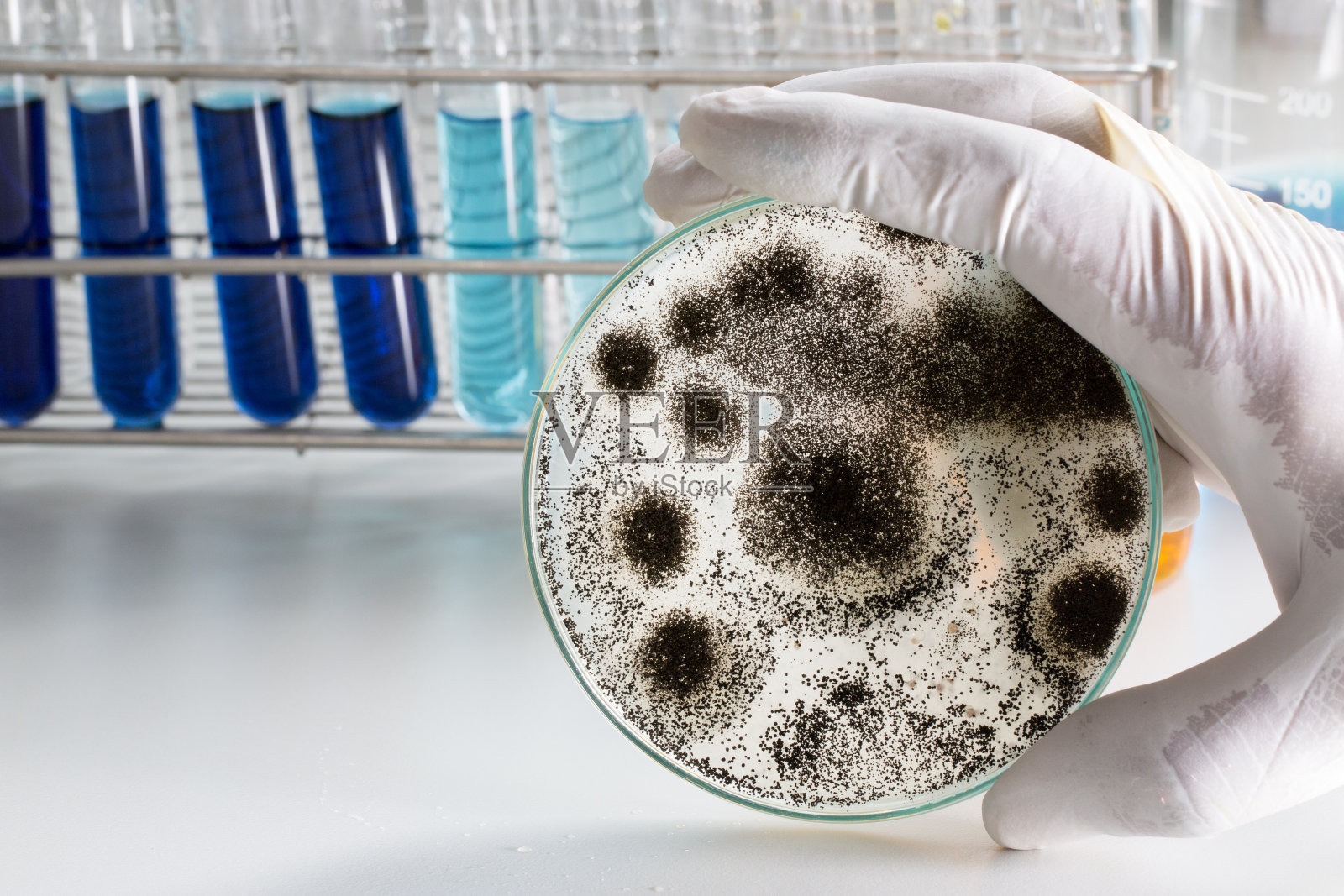 实验室微生物学用曲霉(霉菌)。照片摄影图片